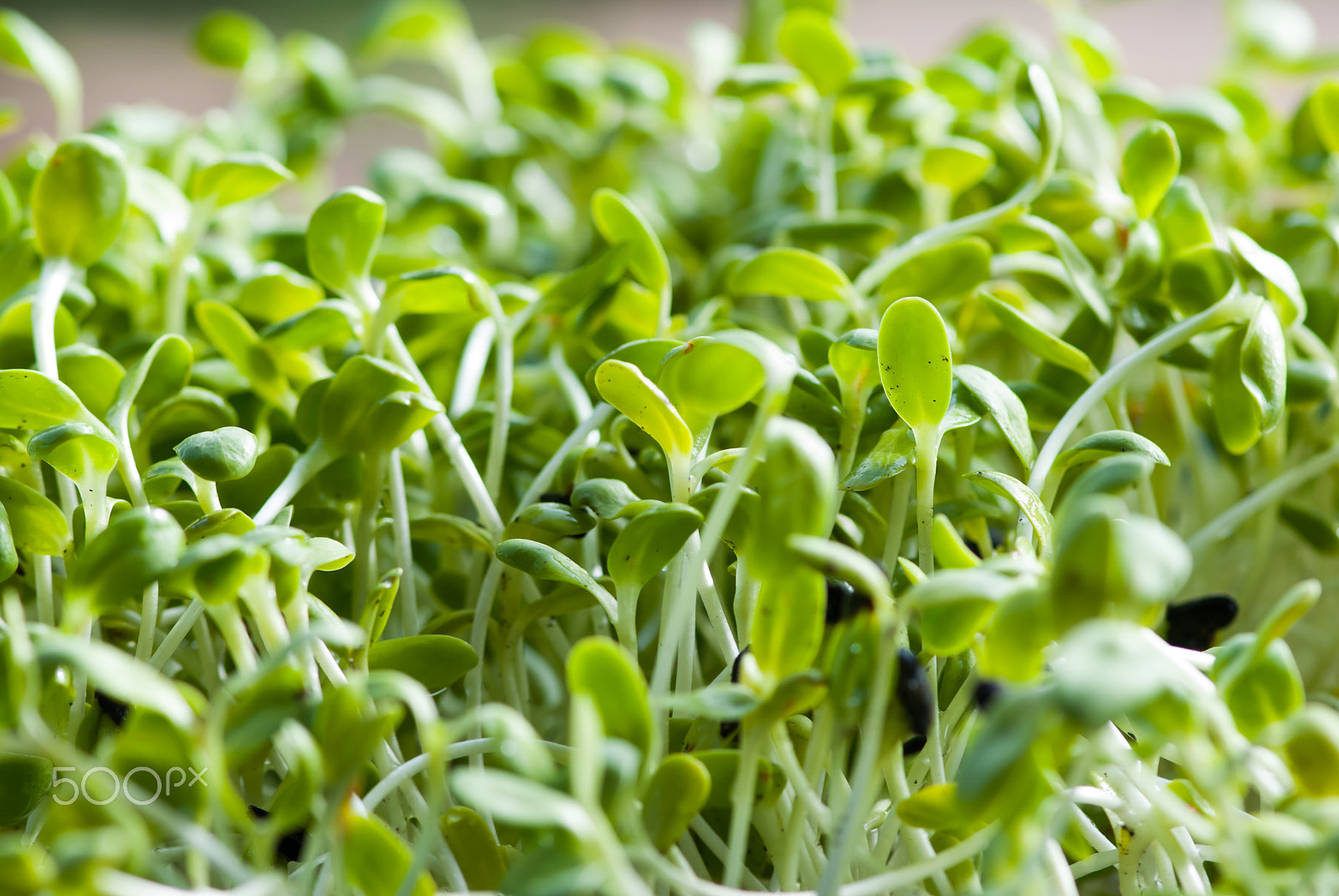 Nikon AF-S Micro-Nikkor 105mm F2.8G IF-ED VR sample photo. Green sunflower sprout photography