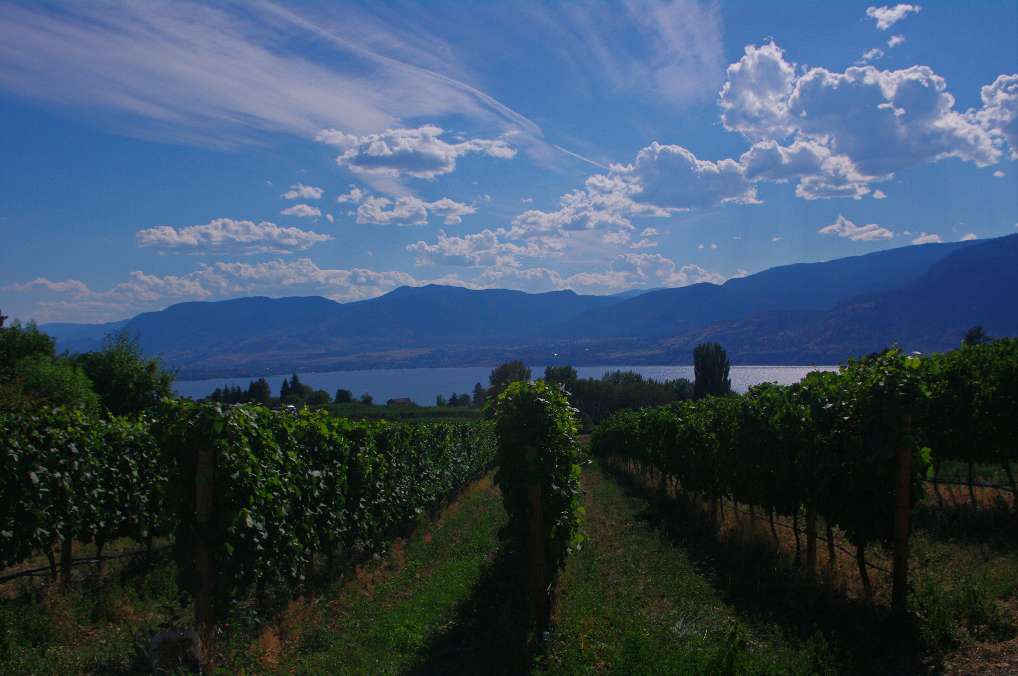 smc PENTAX-DA L 18-55mm F3.5-5.6 sample photo. Terravista vineyards photography