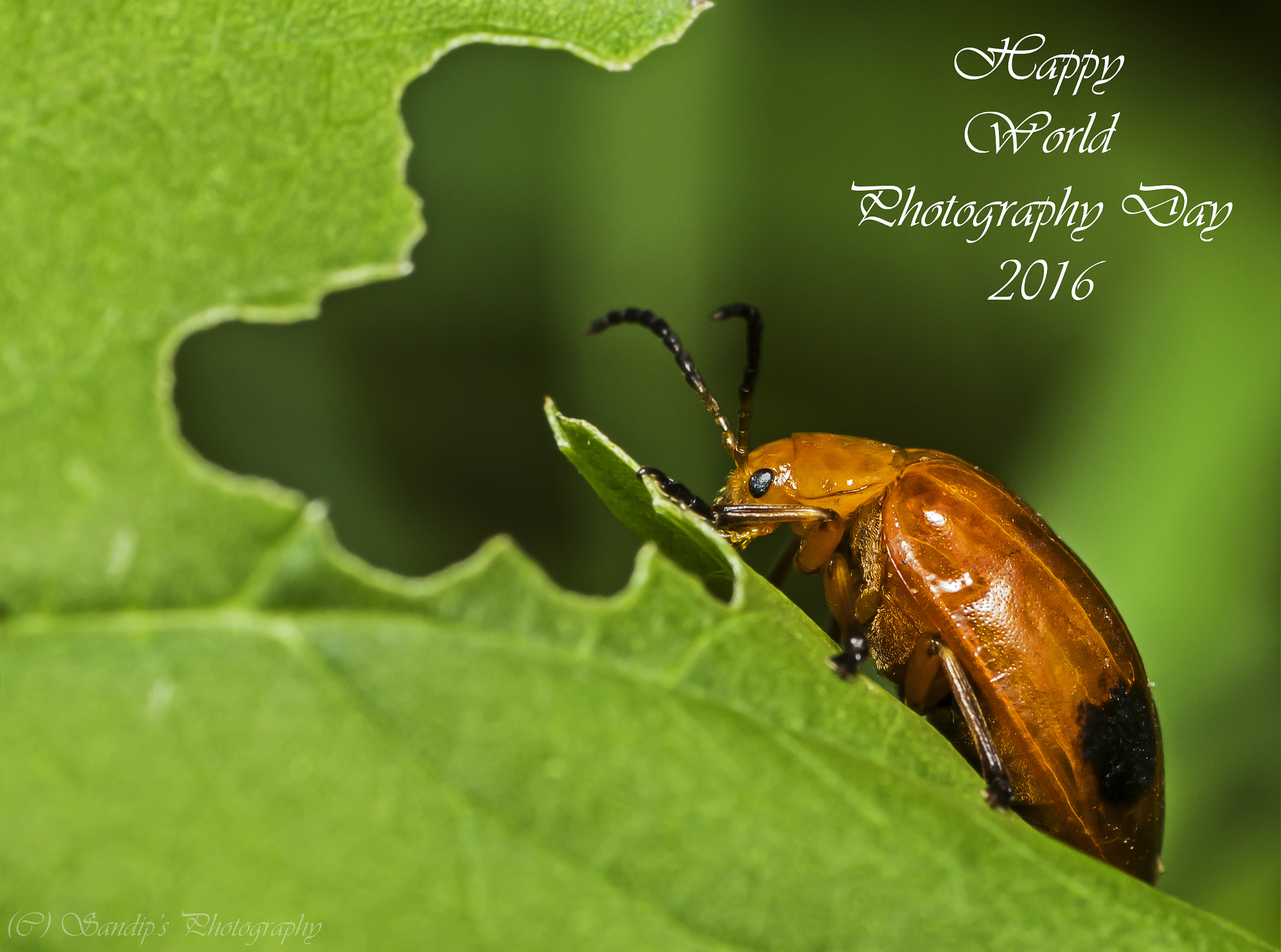 Canon EOS 600D (Rebel EOS T3i / EOS Kiss X5) + Tamron SP AF 90mm F2.8 Di Macro sample photo. Happy world photography day..... photography