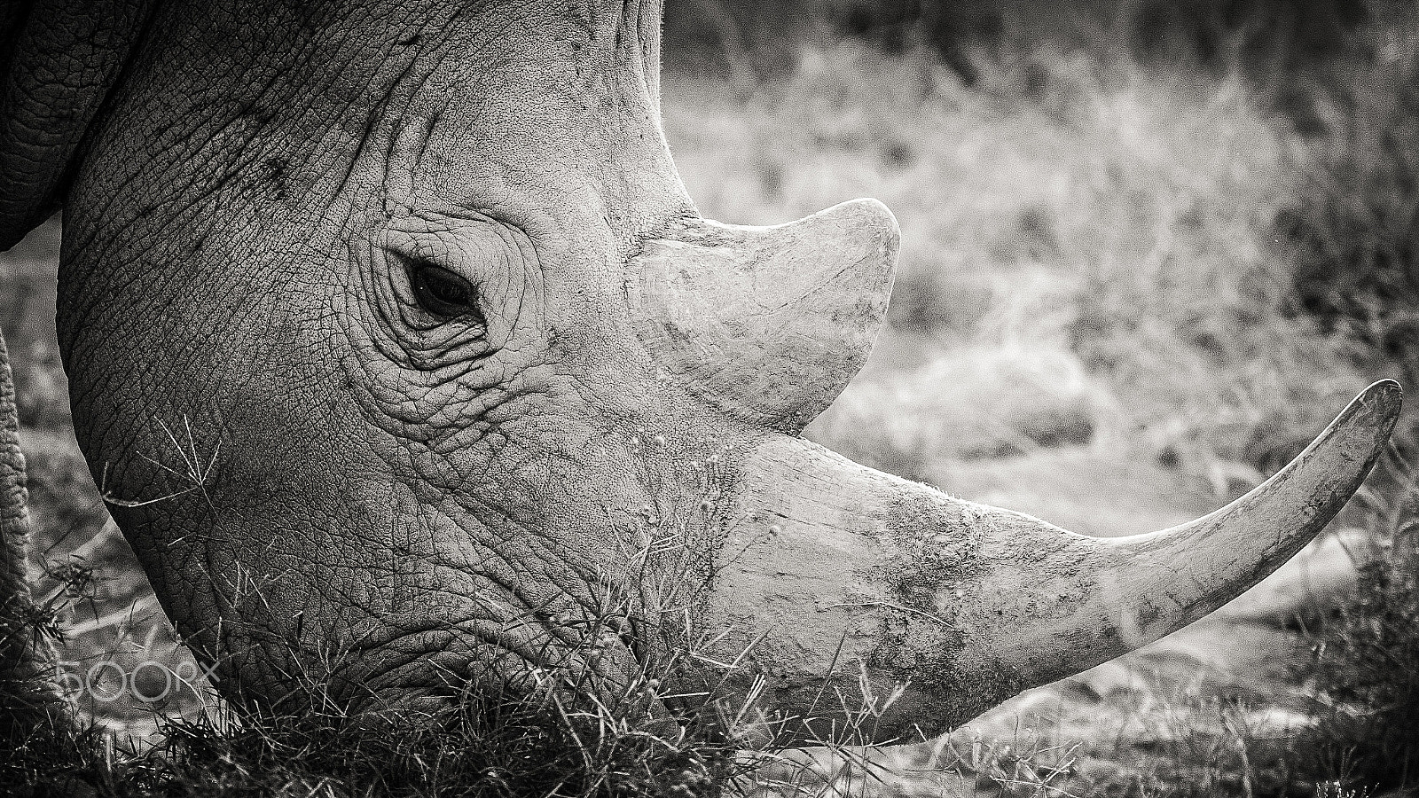 Nikon AF-S Nikkor 300mm F2.8G ED VR II sample photo. Rhinoceros photography