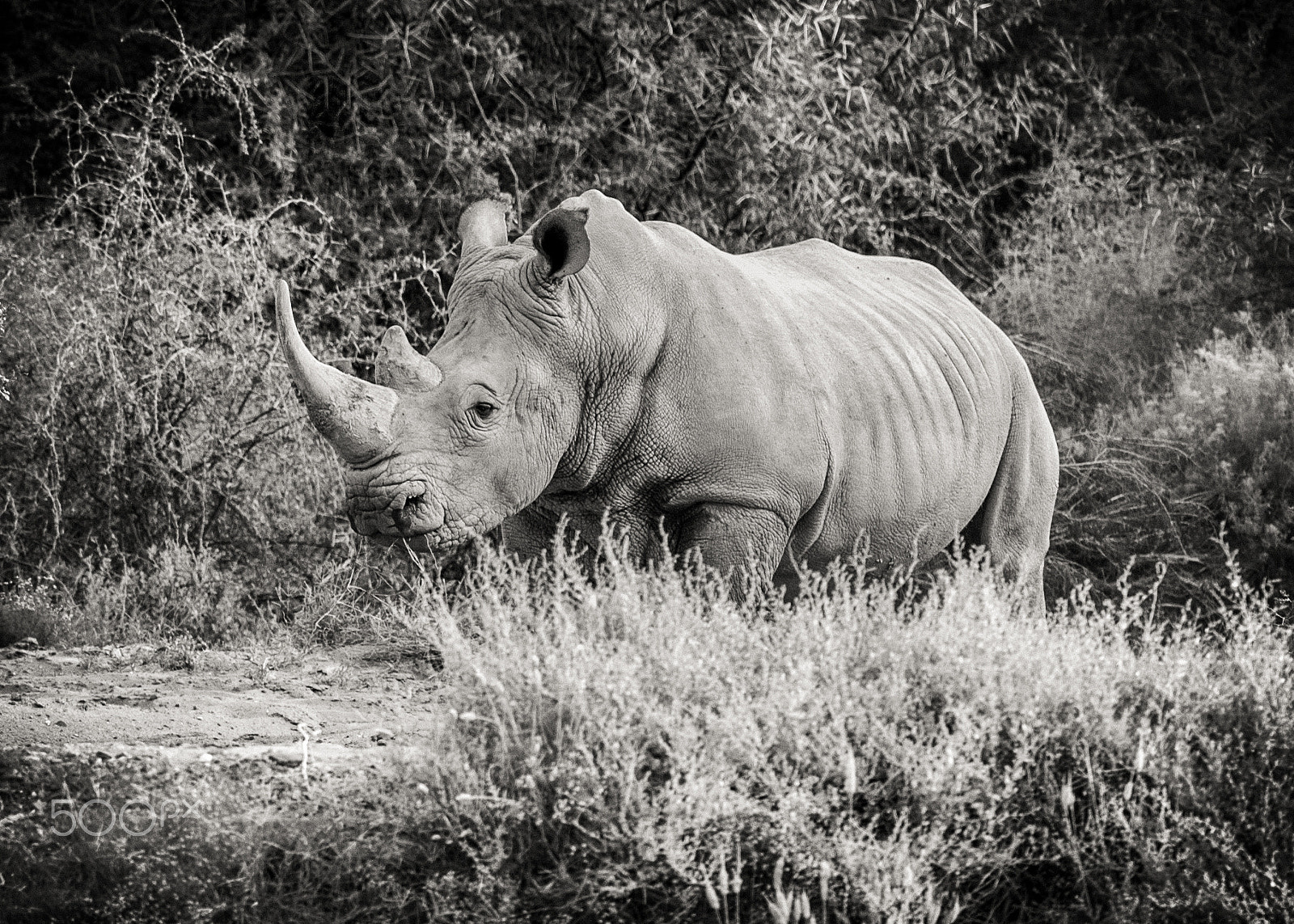 Nikon D3 sample photo. Rhinoceros photography