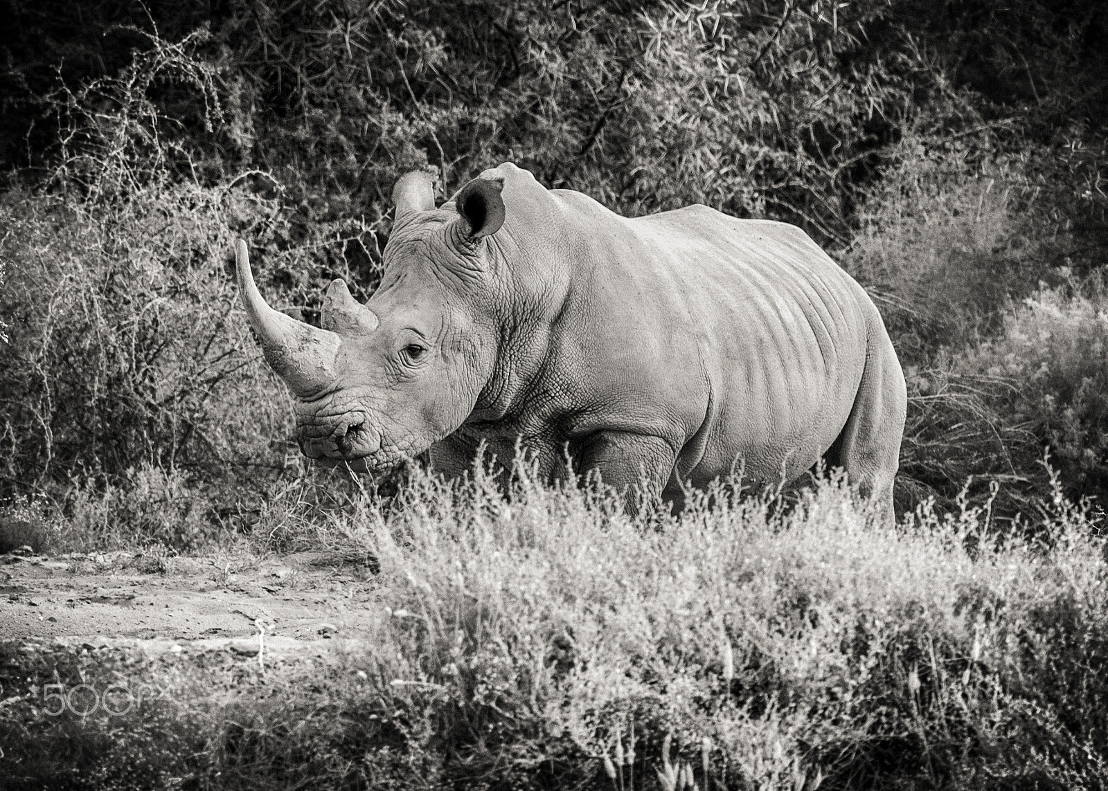 Nikon AF-S Nikkor 300mm F2.8G ED VR II sample photo. Rhinoceros photography