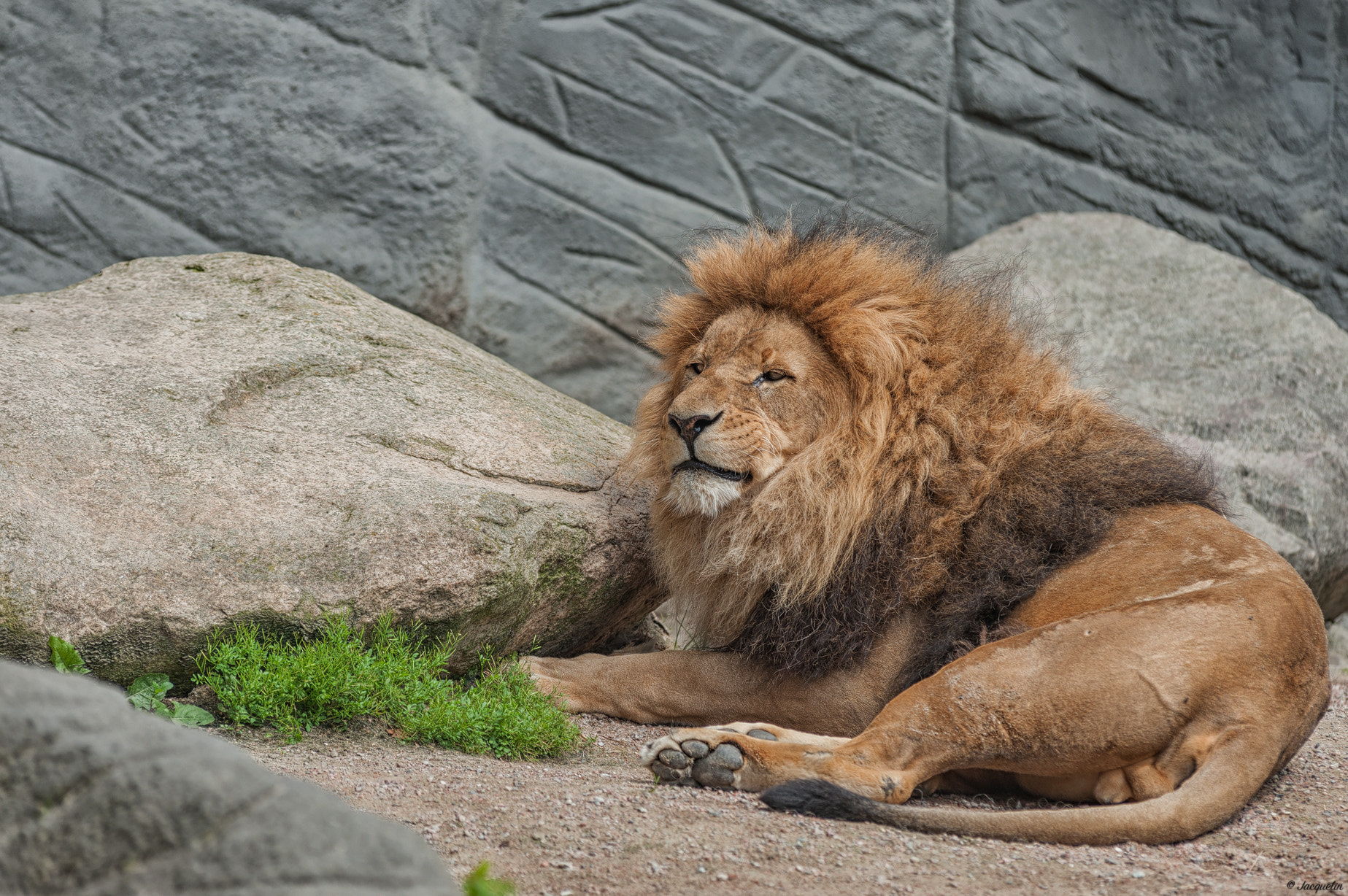 AF Zoom-Nikkor 80-200mm f/2.8 ED sample photo. Lion photography