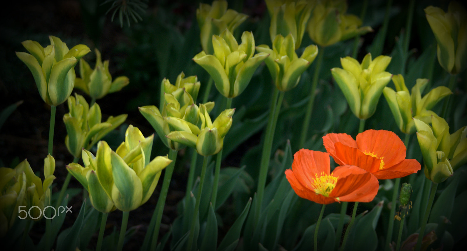 Sigma 28-90mm F3.5-5.6 Macro sample photo. Something different photography