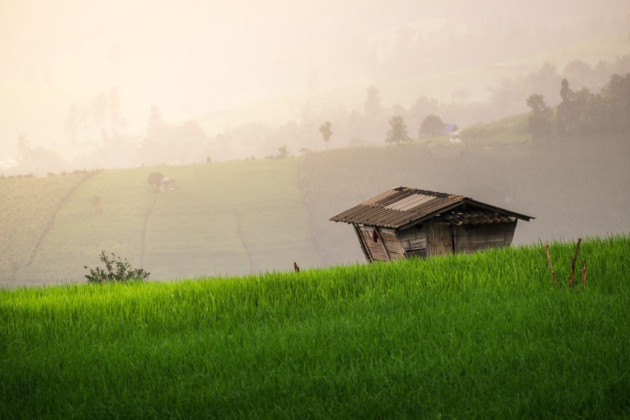 Fujifilm X-E2 + Fujifilm XC 50-230mm F4.5-6.7 OIS II sample photo. Rice fields. northern thailand. photography