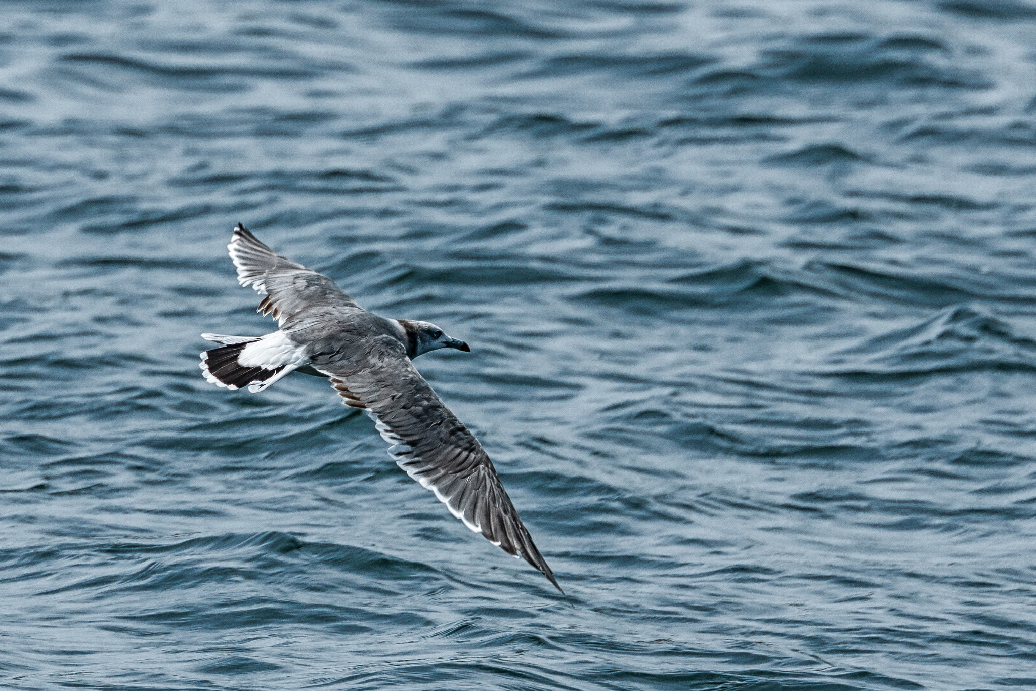 Pentax D FA* 70-200mm F2.8ED DC AW sample photo. ** photography