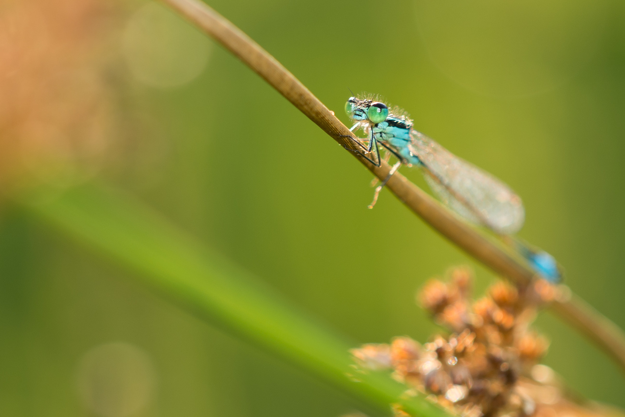 Sigma 150mm F2.8 EX DG Macro HSM sample photo. Libelulle photography