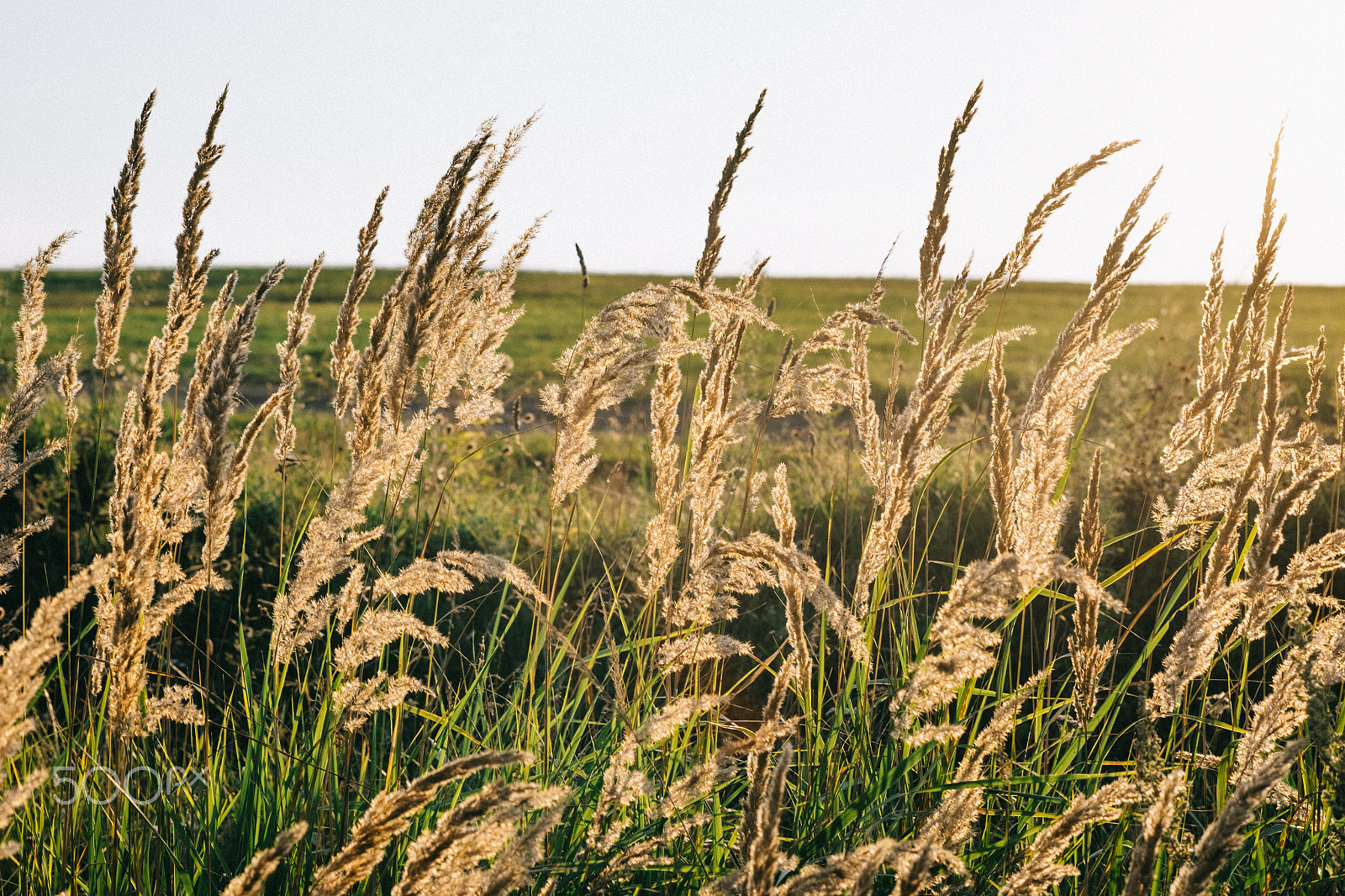 Fujifilm X-E2 + Fujifilm XF 60mm F2.4 R Macro sample photo. Wheat meadow at a sunset wiith beautiful light through spica photography