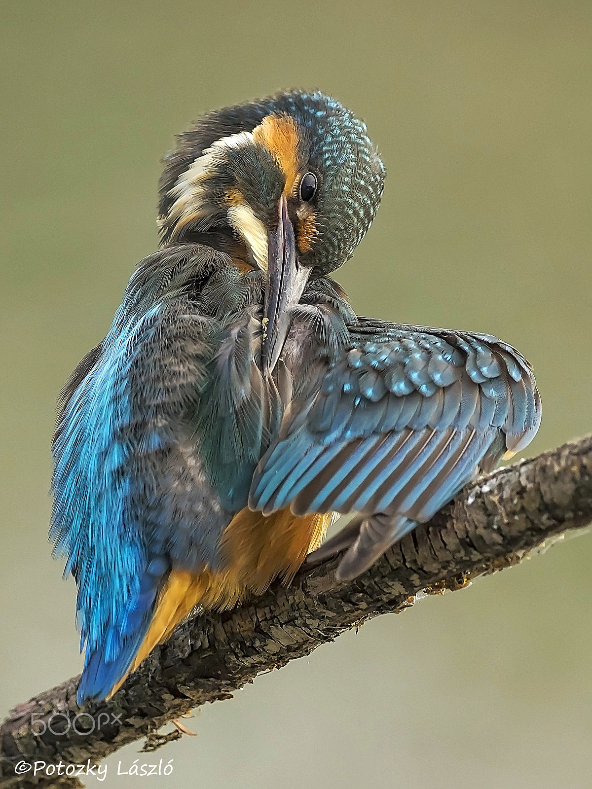 Olympus OM-D E-M1 + OLYMPUS M.300mm F4.0 sample photo. Kingfisher photography