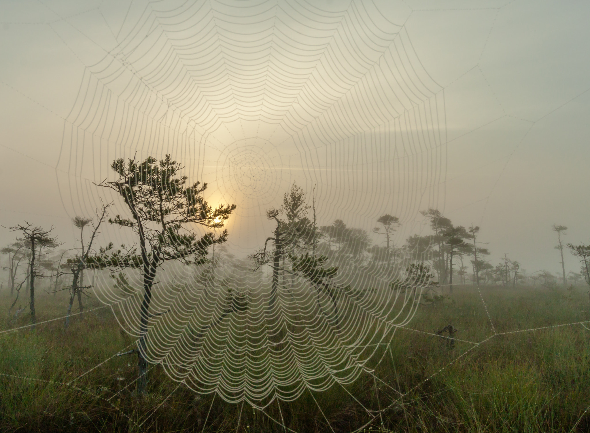 Canon EOS 450D (EOS Rebel XSi / EOS Kiss X2) sample photo. Morning in the swamp photography