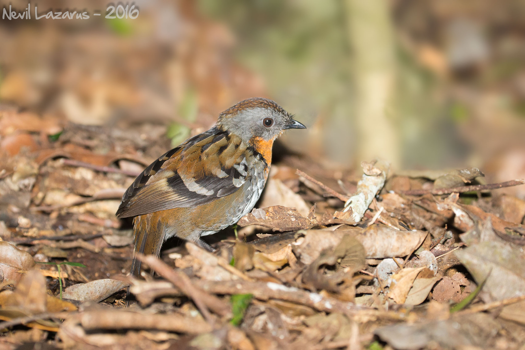 Canon EF 200-400mm F4L IS USM Extender 1.4x sample photo. Australian logrunner photography