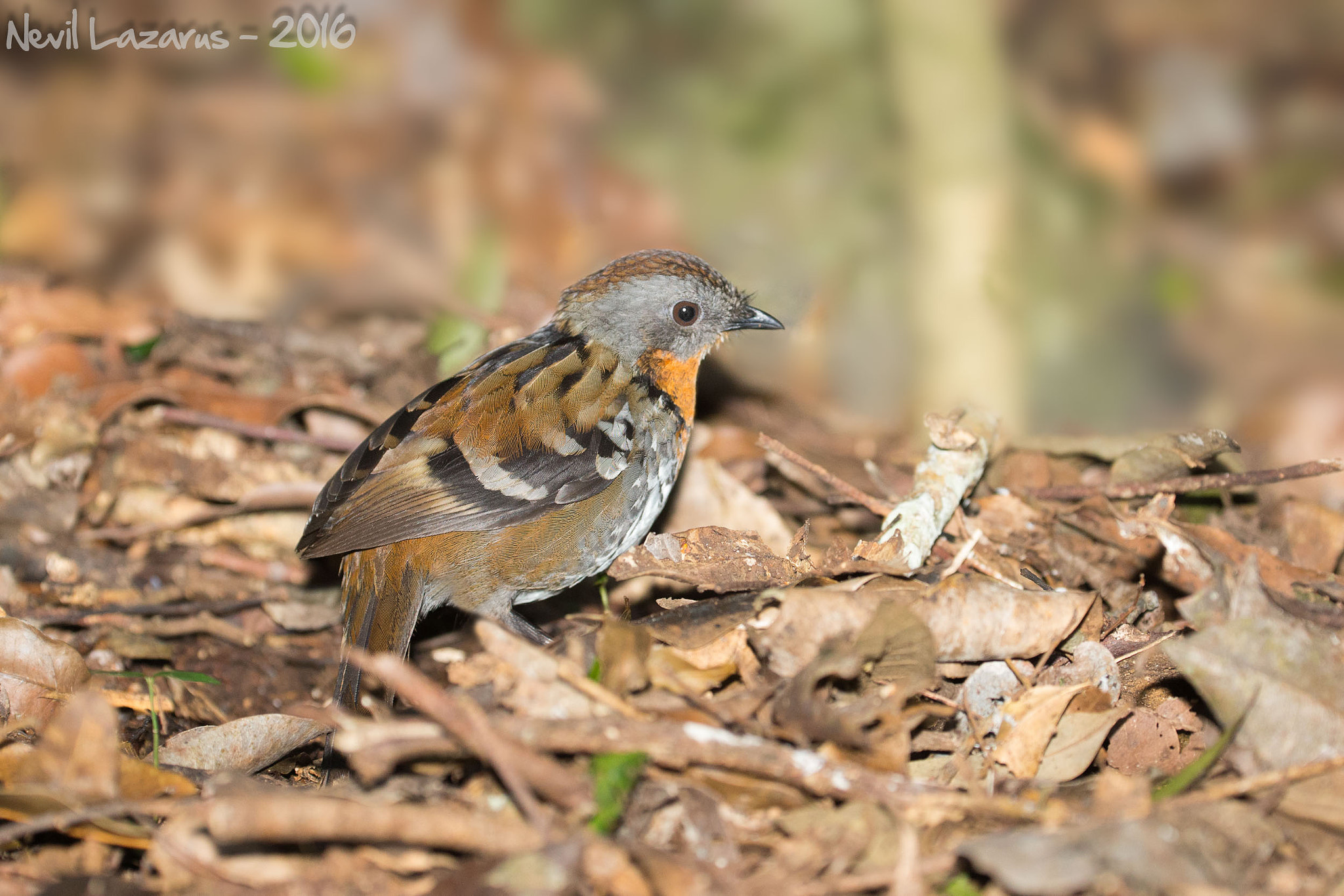 Canon EOS-1D X + Canon EF 200-400mm F4L IS USM Extender 1.4x sample photo. Australian logrunner photography