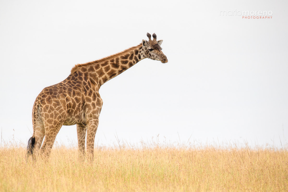 Canon EOS-1D X + Canon EF 200-400mm F4L IS USM Extender 1.4x sample photo. Giraffe photography