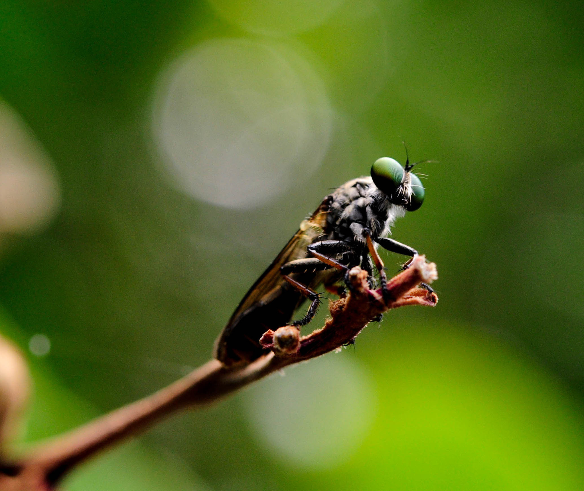Nikon AF-S Micro-Nikkor 60mm F2.8G ED sample photo