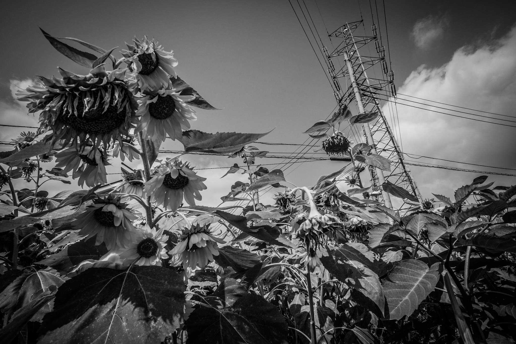 Sony Alpha NEX-7 + Sony E 16mm F2.8 sample photo. Himawari photography