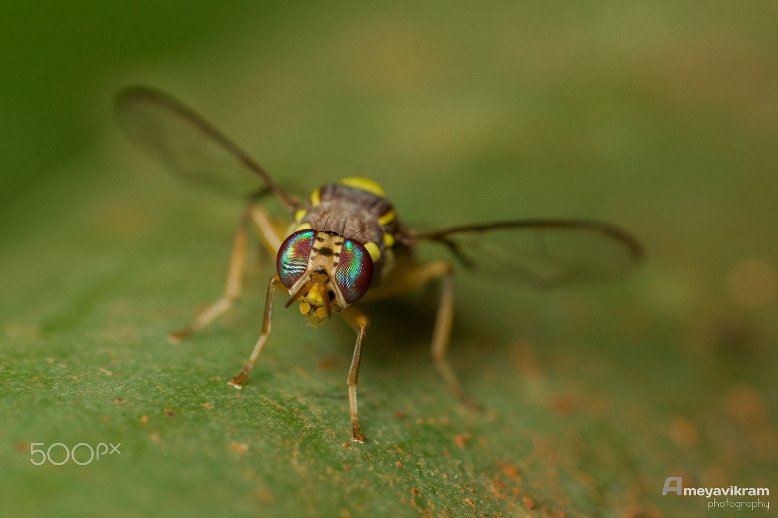 Canon EF 100mm F2.8 Macro USM sample photo. Mango fruit fly photography