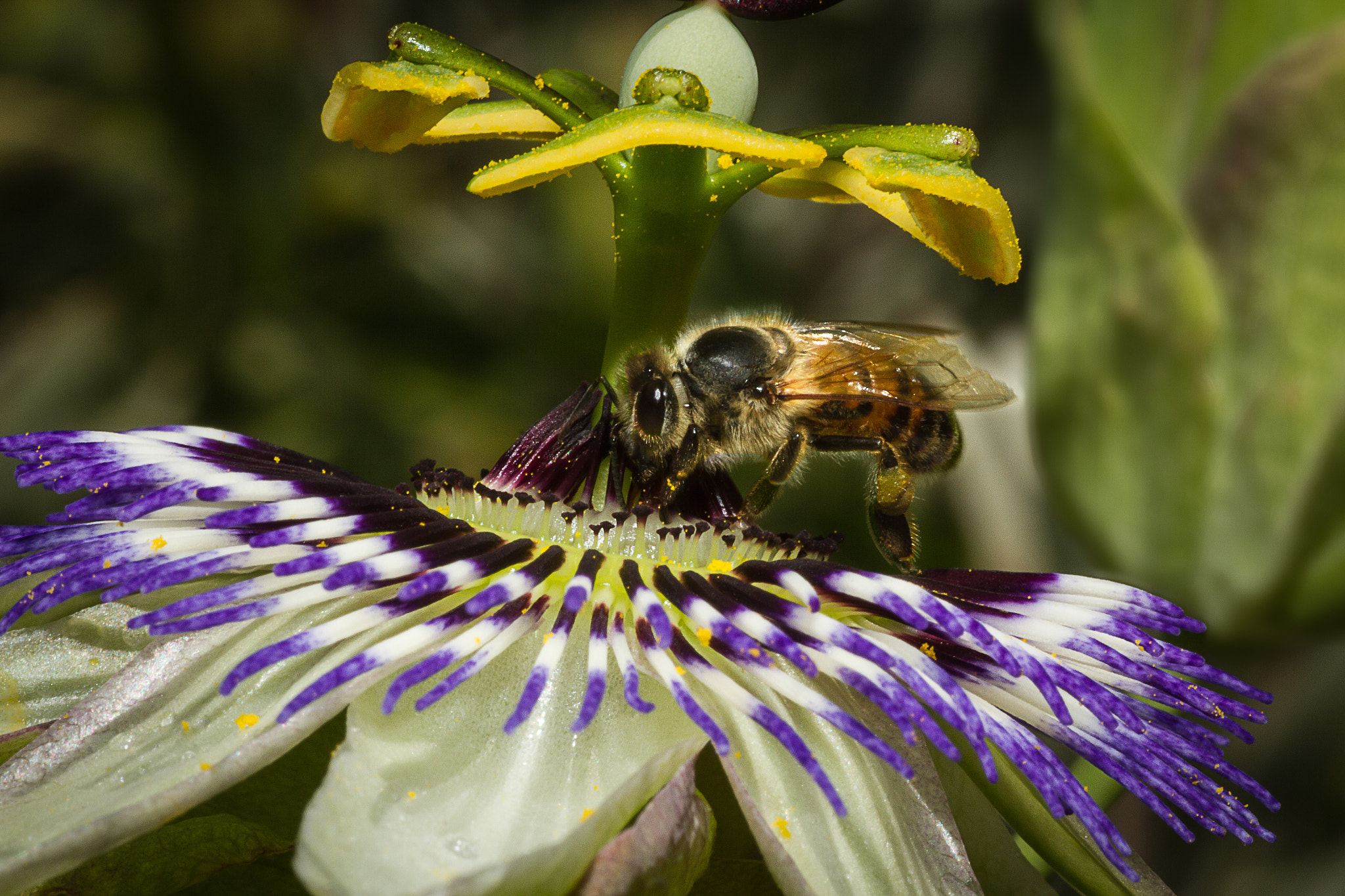 Canon EOS 7D + Tamron SP AF 90mm F2.8 Di Macro sample photo. Bee on passionfruit flower photography