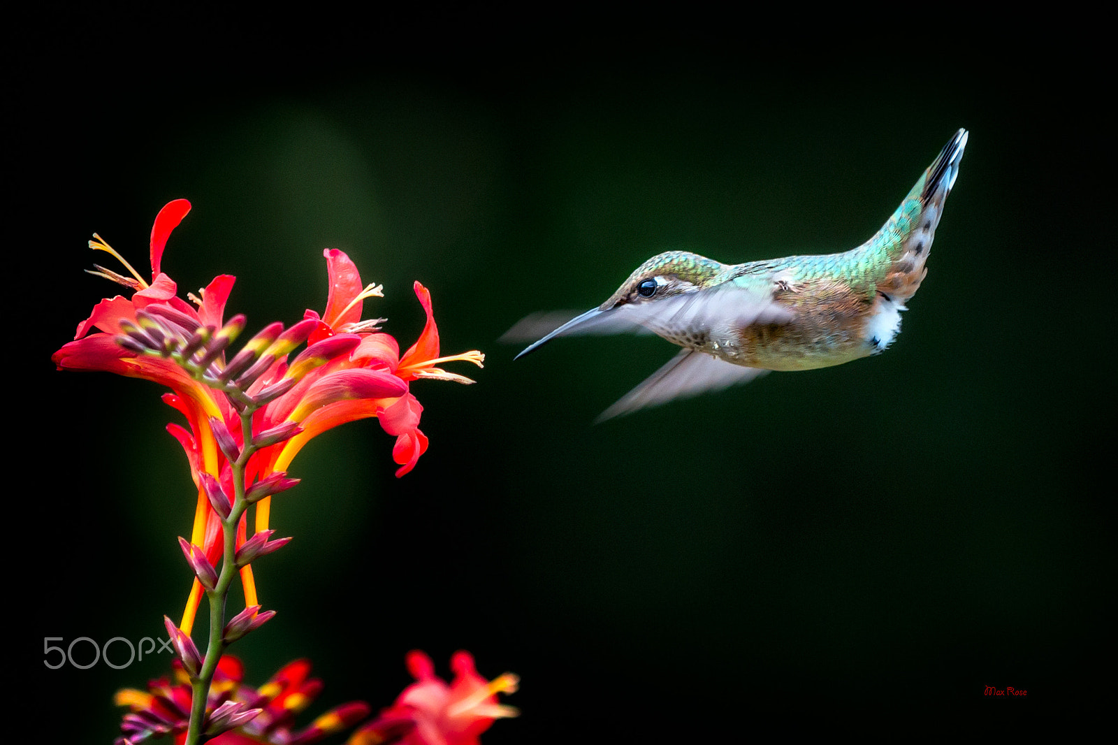 Canon EOS 70D + Canon EF 80-200mm f/2.8L sample photo. Diving in the air photography