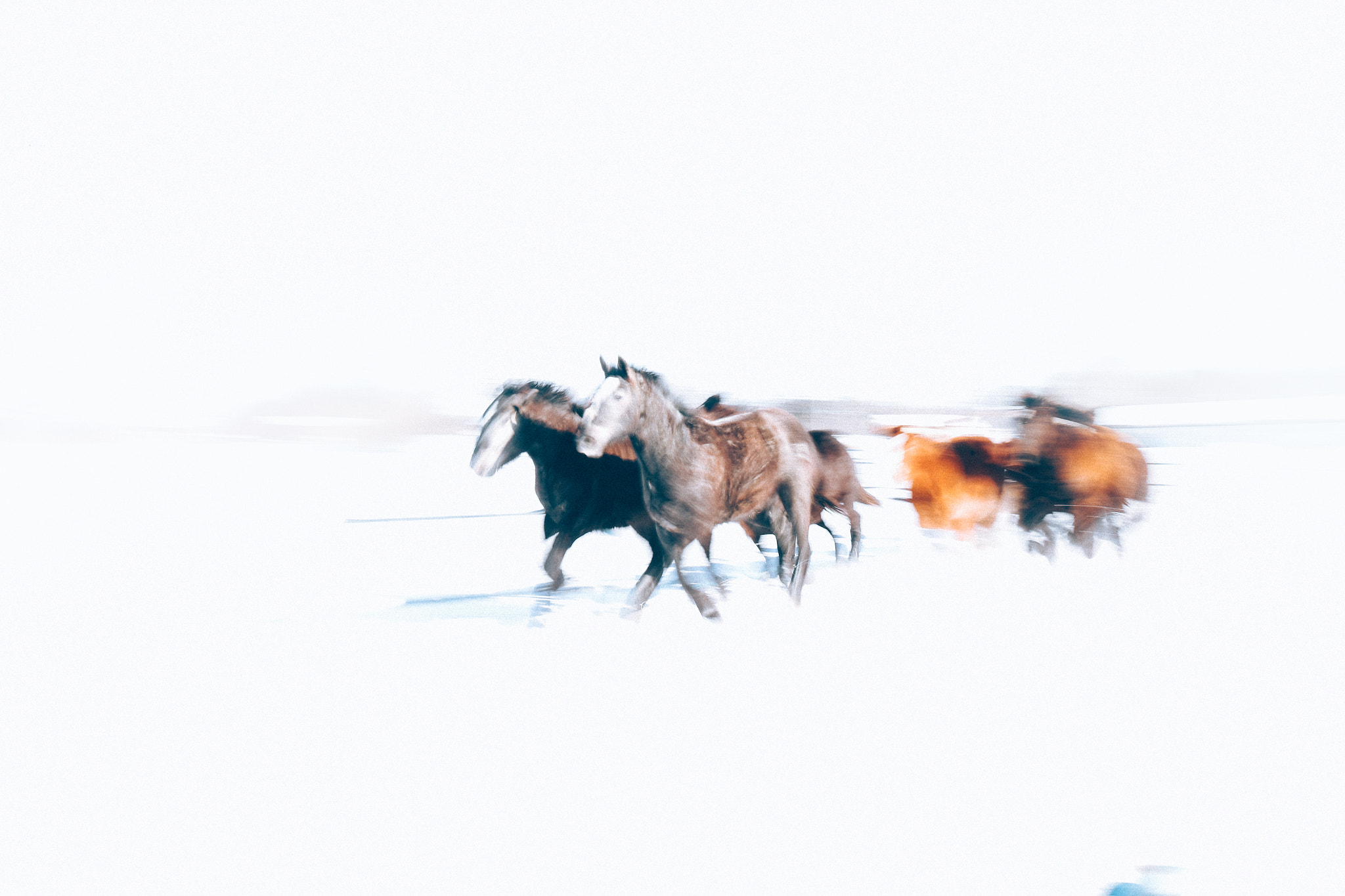 Canon EF 24-70mm F4L IS USM sample photo. Running horses in winter photography