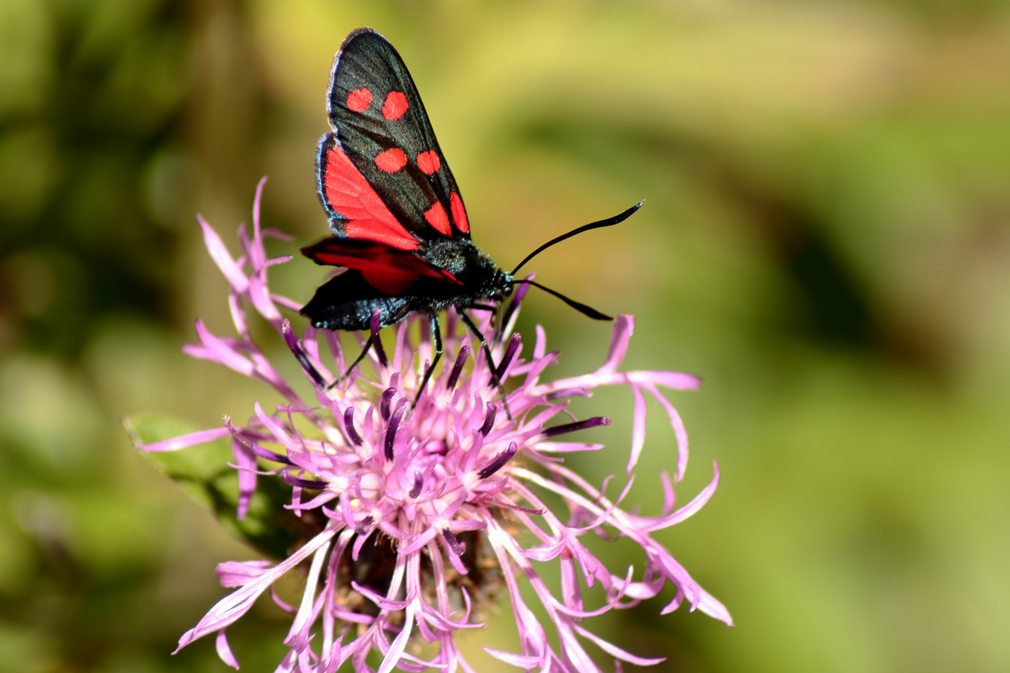 Canon EOS 760D (EOS Rebel T6s / EOS 8000D) sample photo. Zygène du peucédan photography