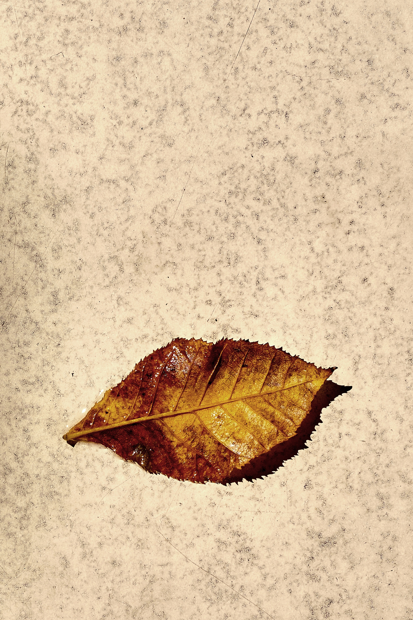 Sony ILCA-77M2 + Sony DT 50mm F1.8 SAM sample photo. Leaf alone photography