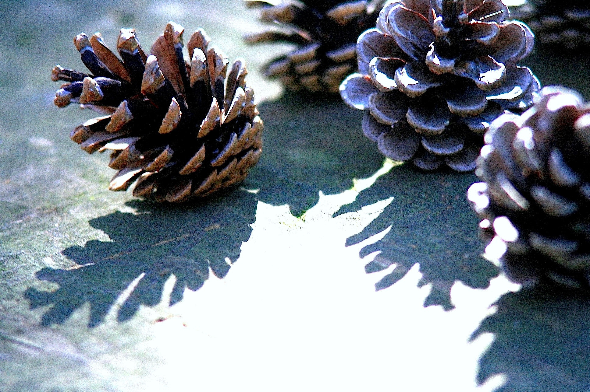 Canon EF 35-105mm f/3.5-4.5 sample photo. Pinecones photography