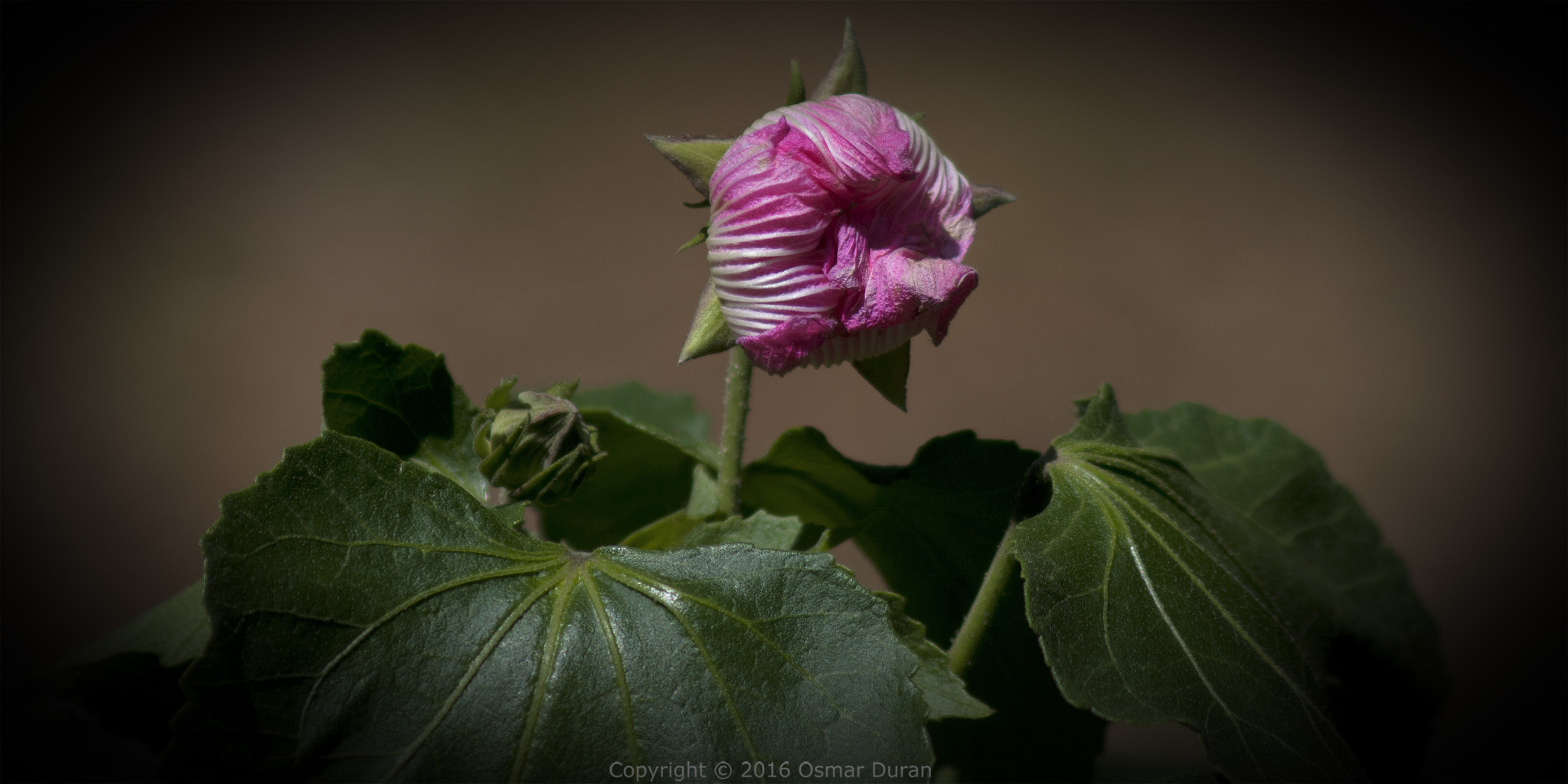 AF Zoom-Nikkor 75-300mm f/4.5-5.6 sample photo. Still closed photography