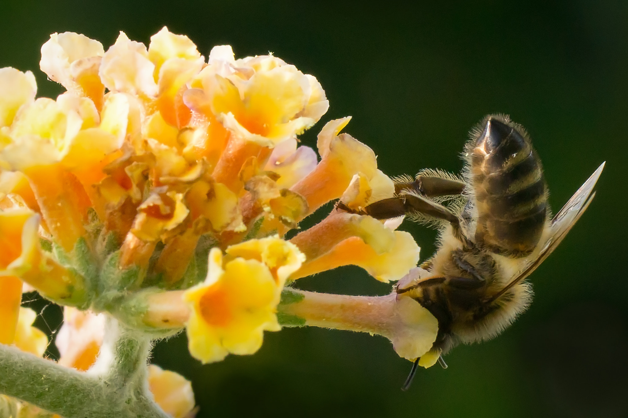 Sony SLT-A58 + Tamron SP AF 90mm F2.8 Di Macro sample photo. Backlit bee photography