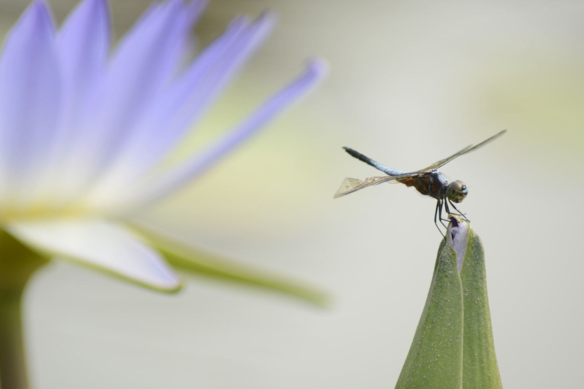 Nikon AF Nikkor 70-300mm F4-5.6G sample photo. Dragon fly next to a lilly photography