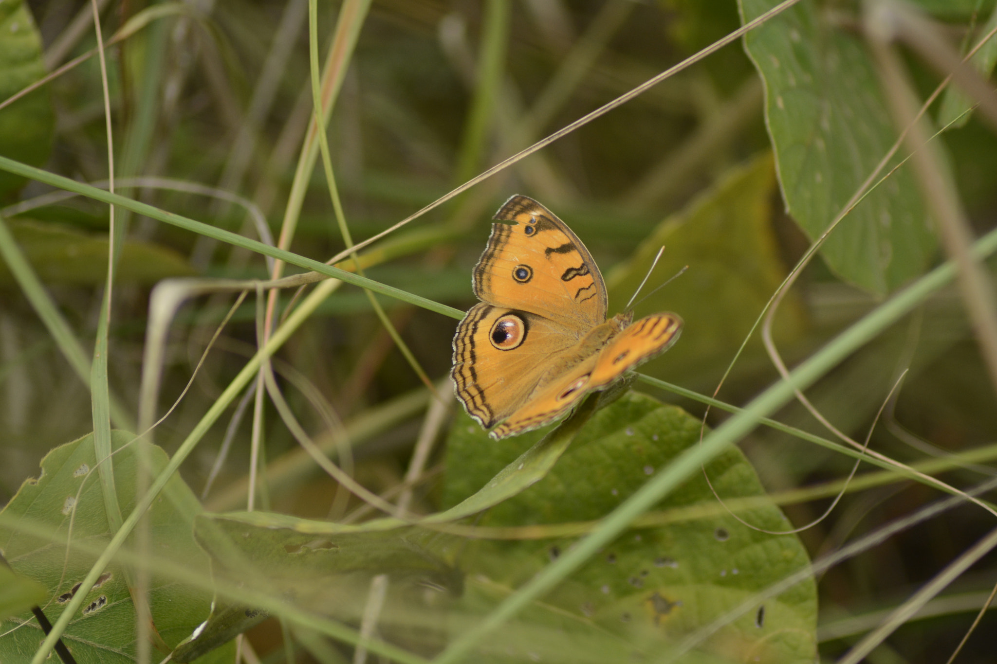 Nikon AF Nikkor 70-300mm F4-5.6G sample photo. Butterfflyy photography
