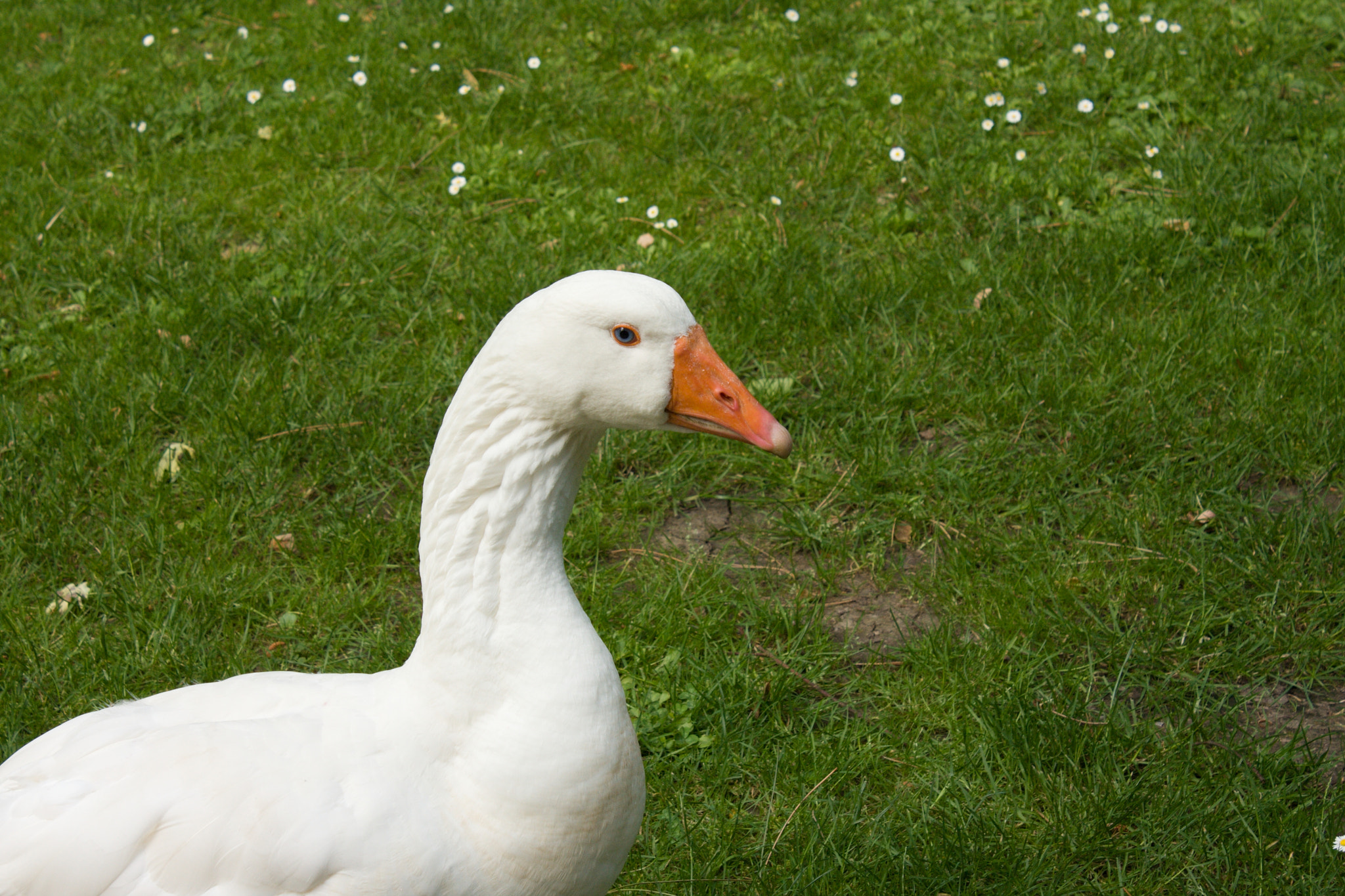 18.00 - 55.00 mm sample photo. Emder goose photography