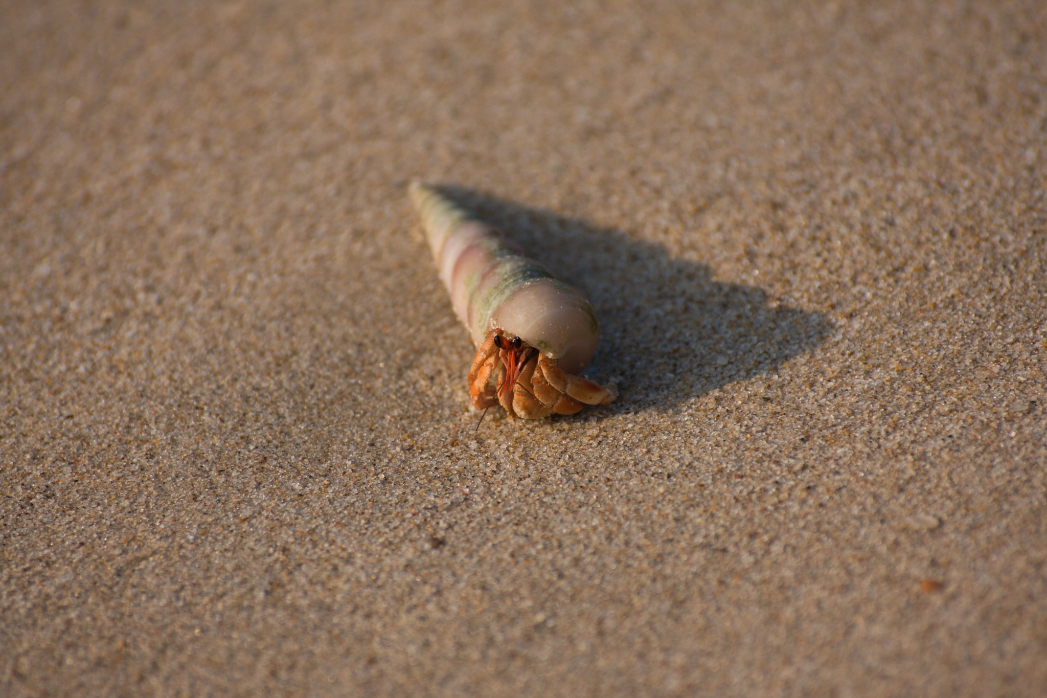 Canon EOS 40D sample photo. Hermit crab photography