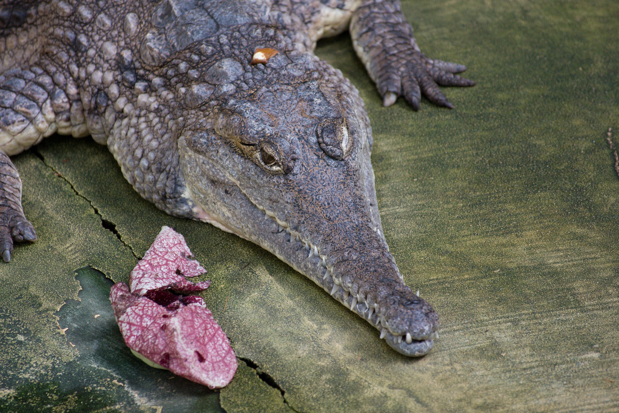 Canon EOS 40D sample photo. Australian crocodile photography