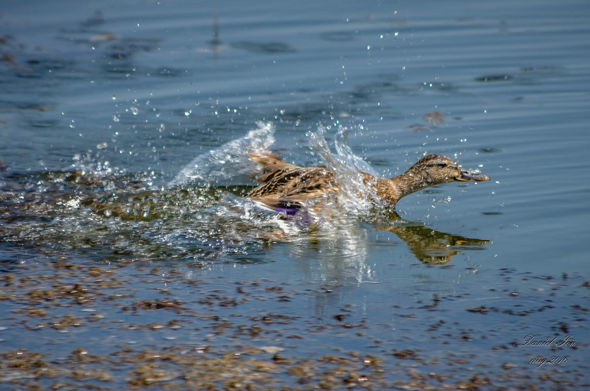 smc PENTAX-FA 80-320mm F4.5-5.6 sample photo. Anas platyrhynchos photography