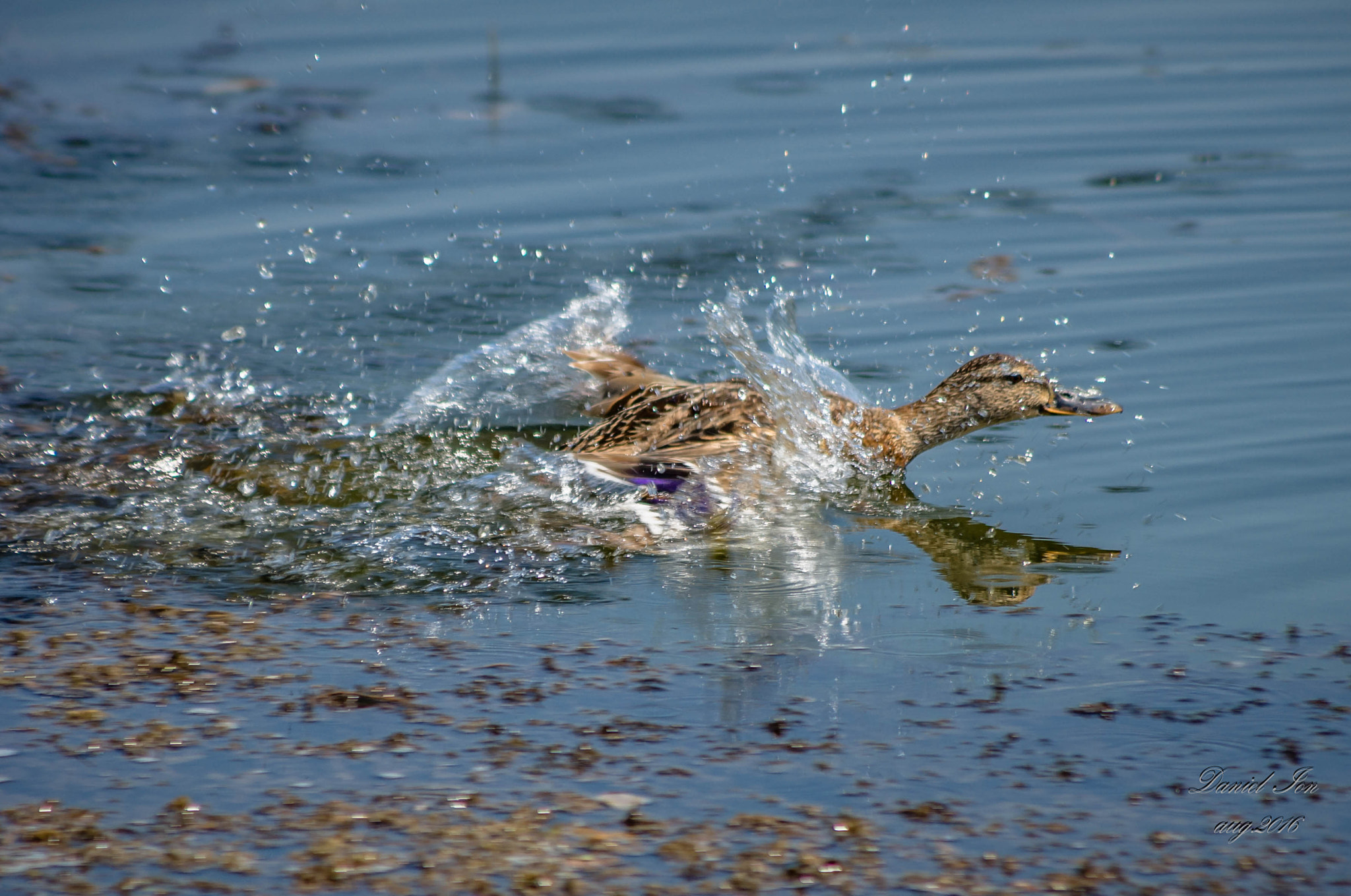 Pentax K-x + smc PENTAX-FA 80-320mm F4.5-5.6 sample photo. Anas platyrhynchos photography