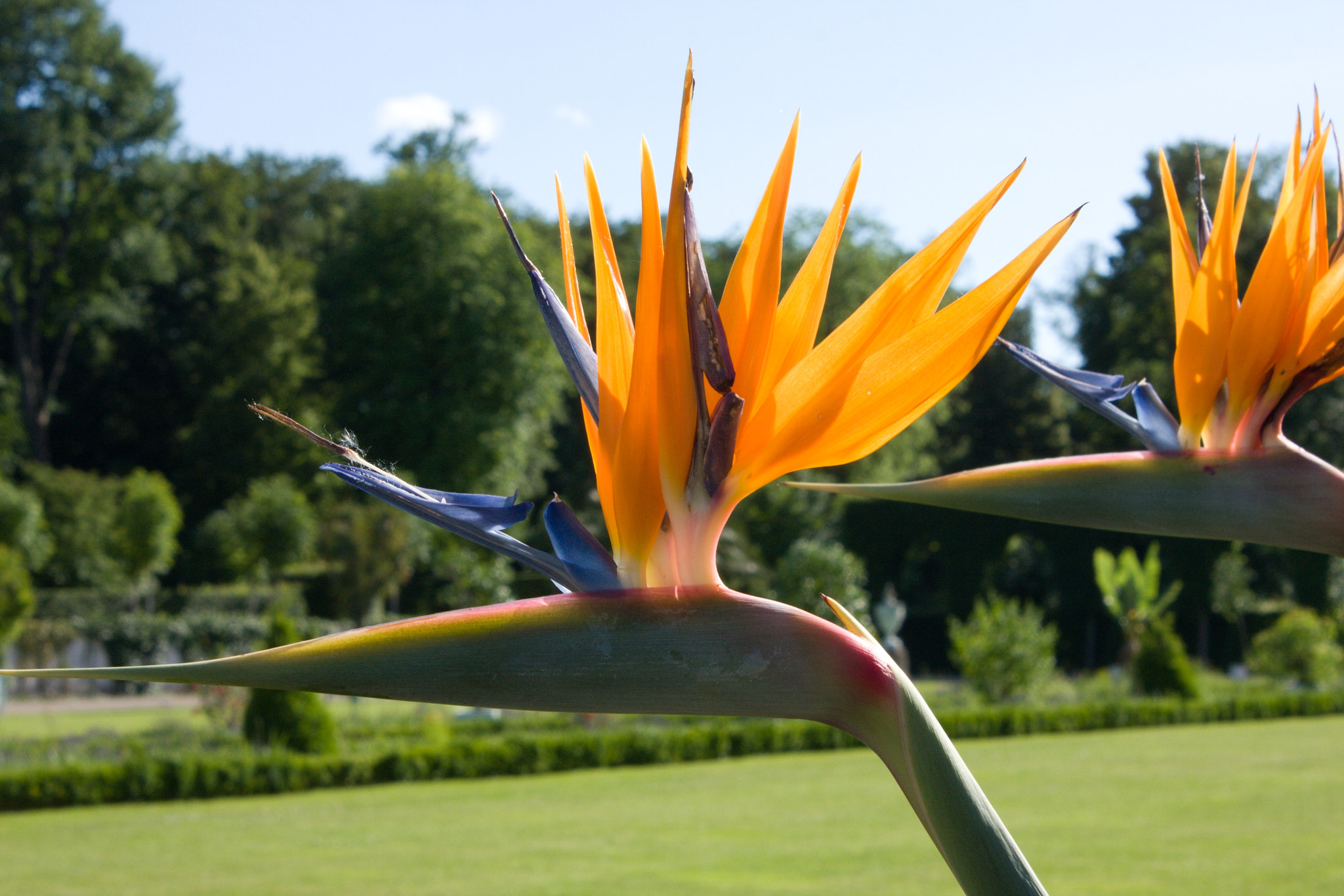 18.00 - 55.00 mm sample photo. Strelitzia photography