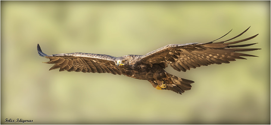 Canon EF 300mm F2.8L IS II USM sample photo. Cazando photography