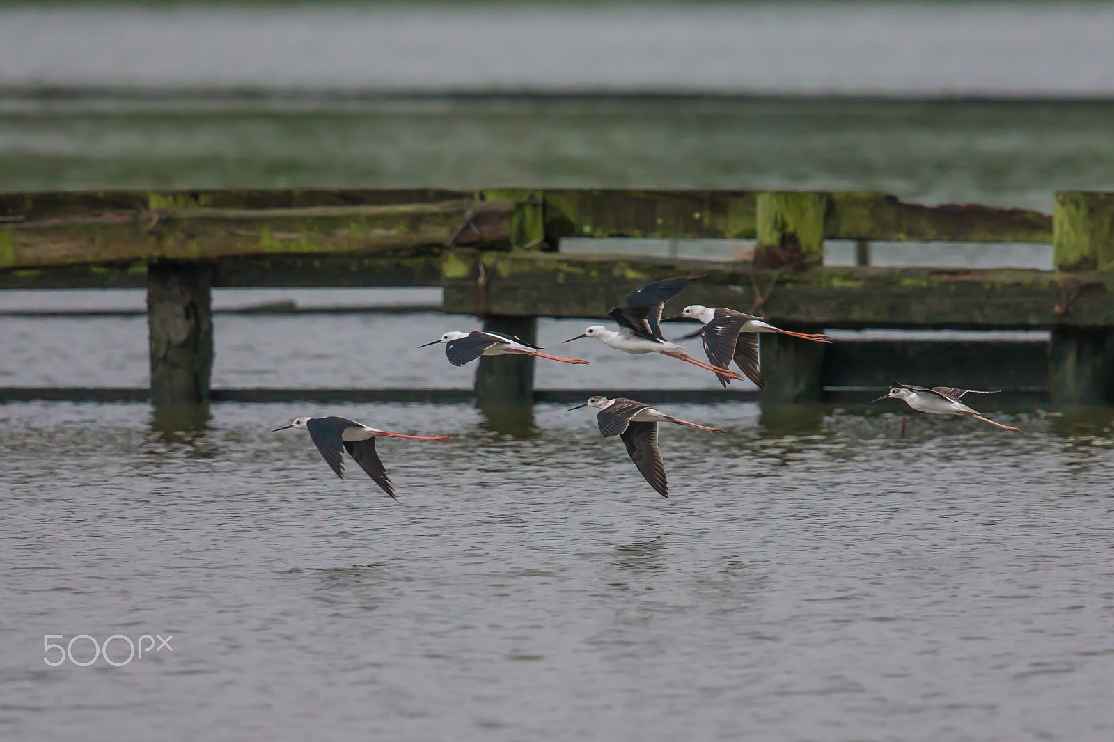 Canon EF 500mm F4L IS II USM sample photo. Flight of a flock of black-winged stilts photography