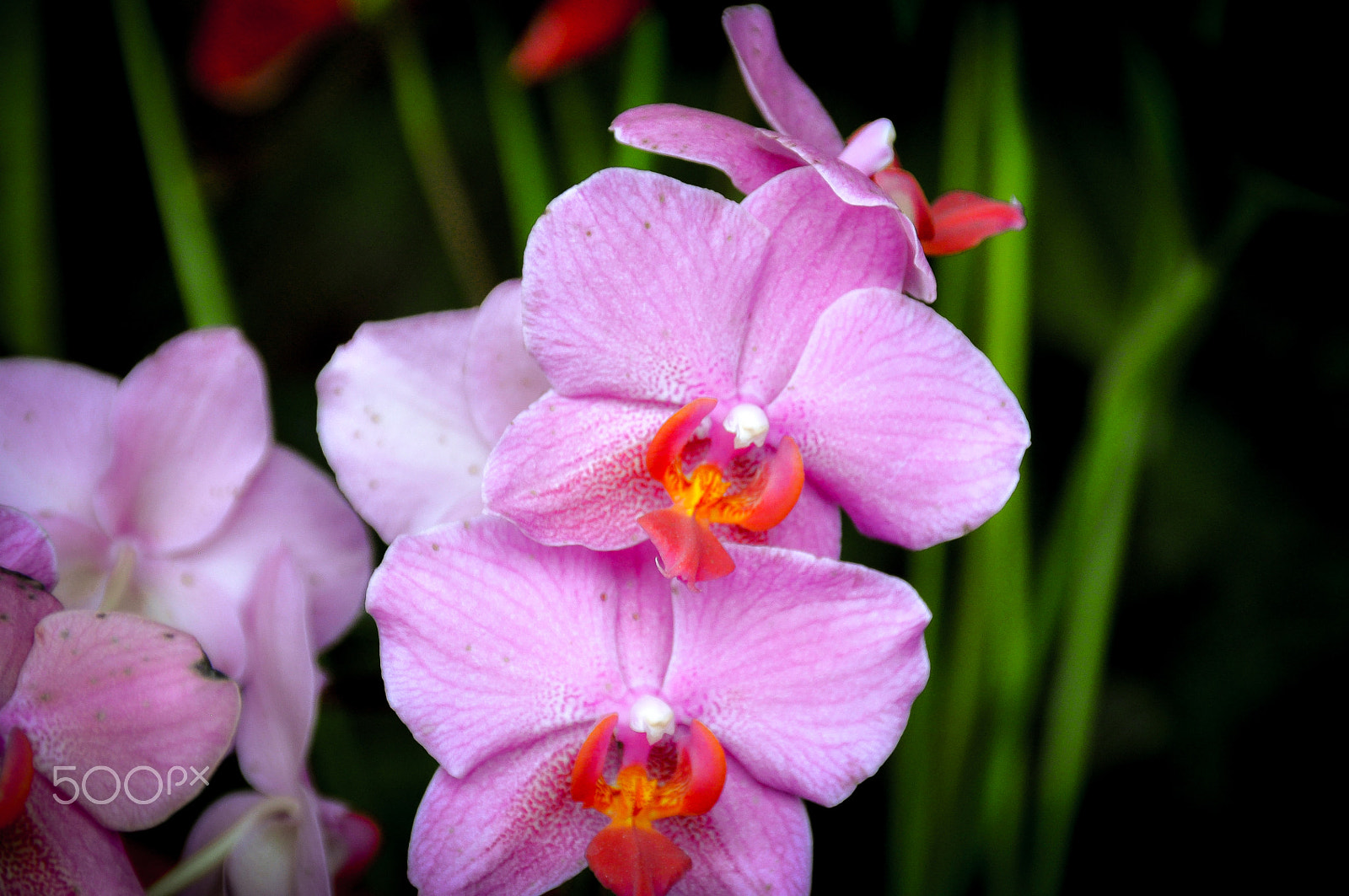 Sigma 18-200mm F3.5-6.3 DC OS HSM sample photo. Love photography