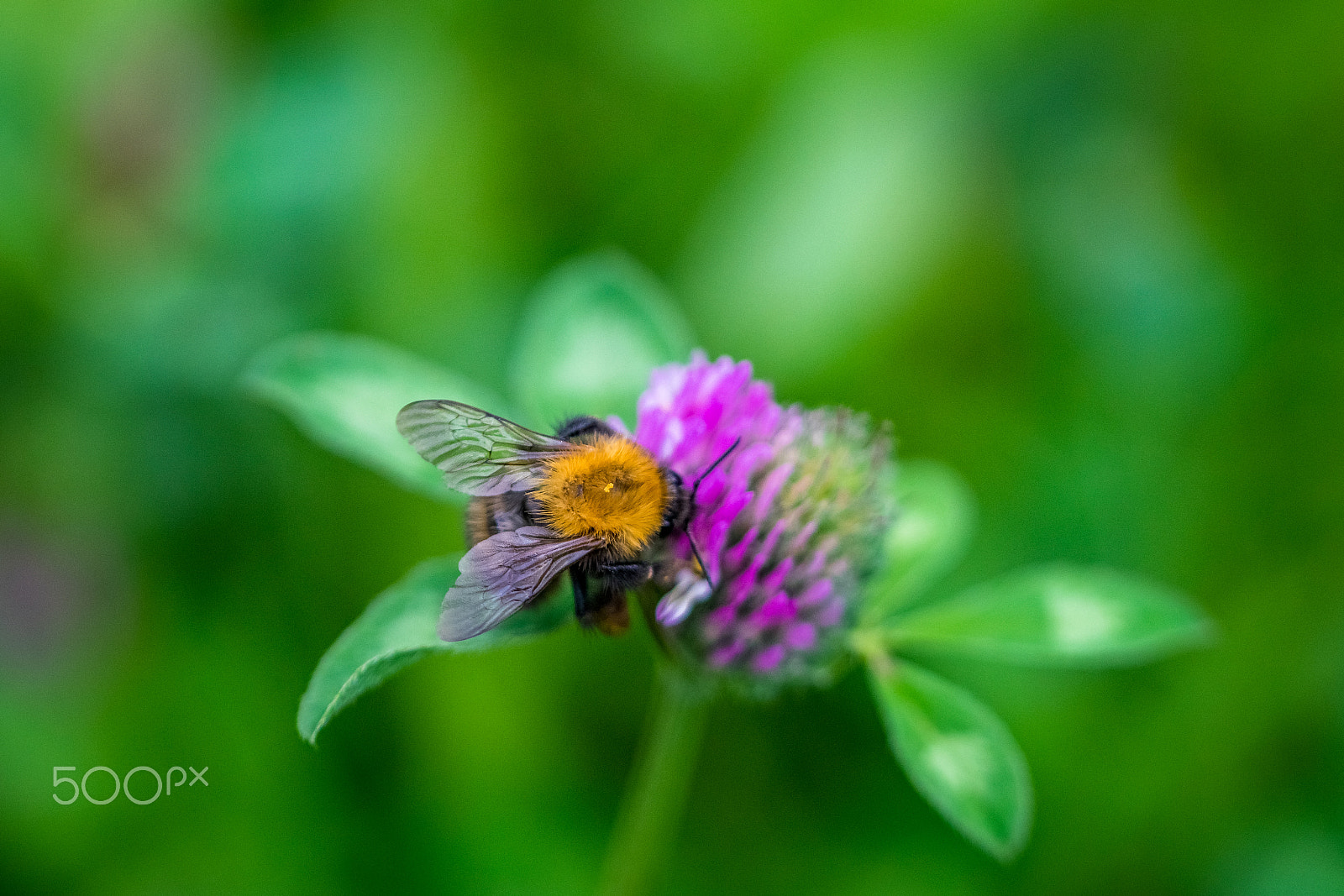 Nikon D5300 + Tamron SP 90mm F2.8 Di VC USD 1:1 Macro (F004) sample photo. Field bumblebee on red clover photography