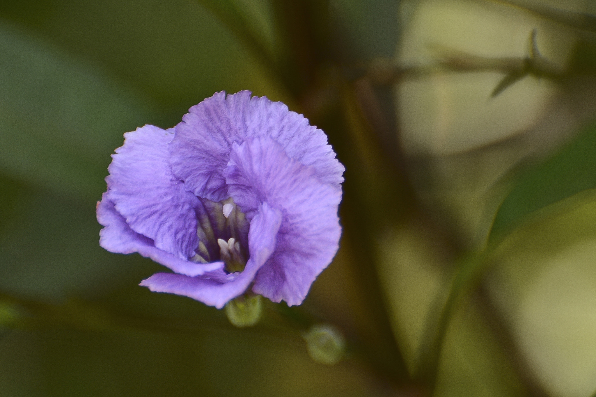 Nikon D7100 + Nikon AF Nikkor 180mm F2.8D ED-IF sample photo. Sensível beleza. photography