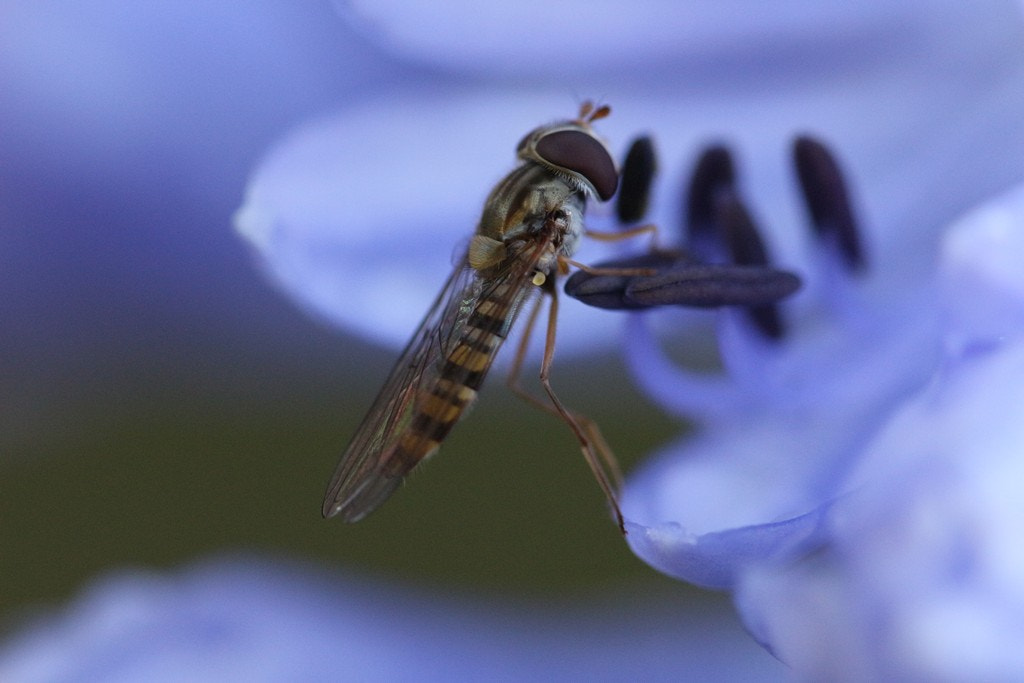 Canon EOS 700D (EOS Rebel T5i / EOS Kiss X7i) + Canon EF 100mm F2.8L Macro IS USM sample photo. Gardening photography