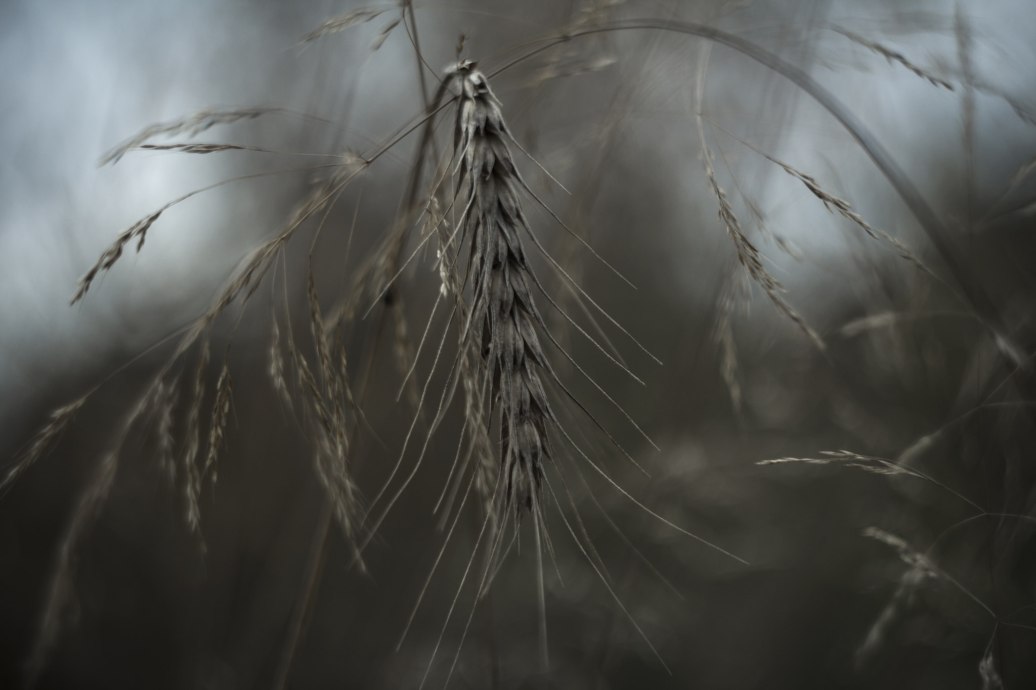 Canon EF 35-80mm f/4-5.6 sample photo. Spica photography