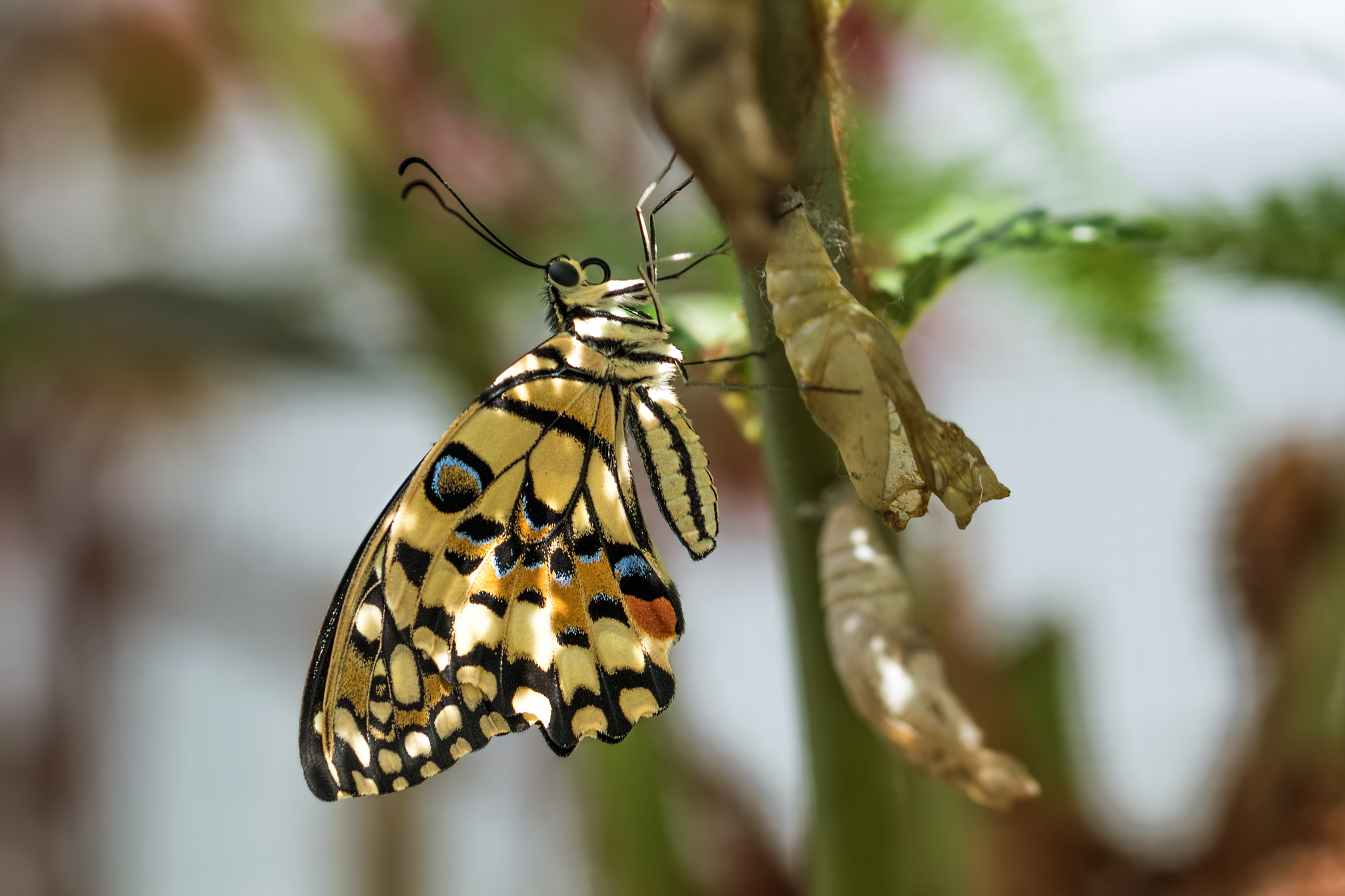 Canon EOS 80D + Canon EF 100mm F2.8L Macro IS USM sample photo. Schmetterling  photography