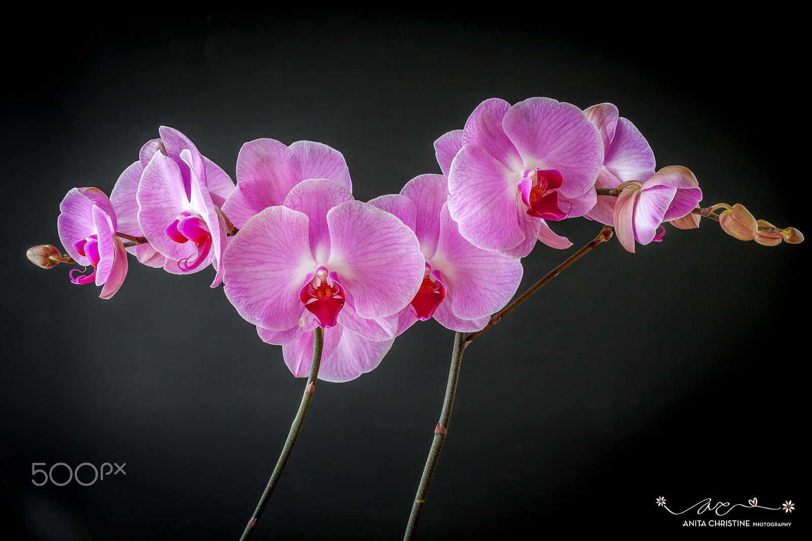 Canon EF 24-70mm F4L IS USM sample photo. Dancing orchid photography