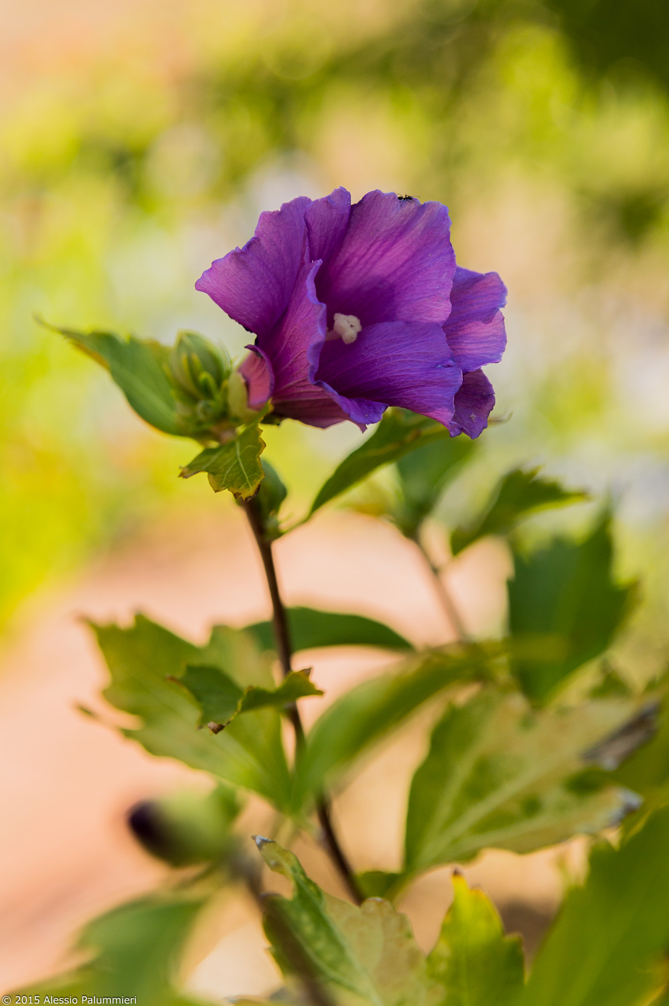 Nikon D3200 + Sigma 17-70mm F2.8-4.5 DC Macro Asp. IF sample photo. Summer's colours photography