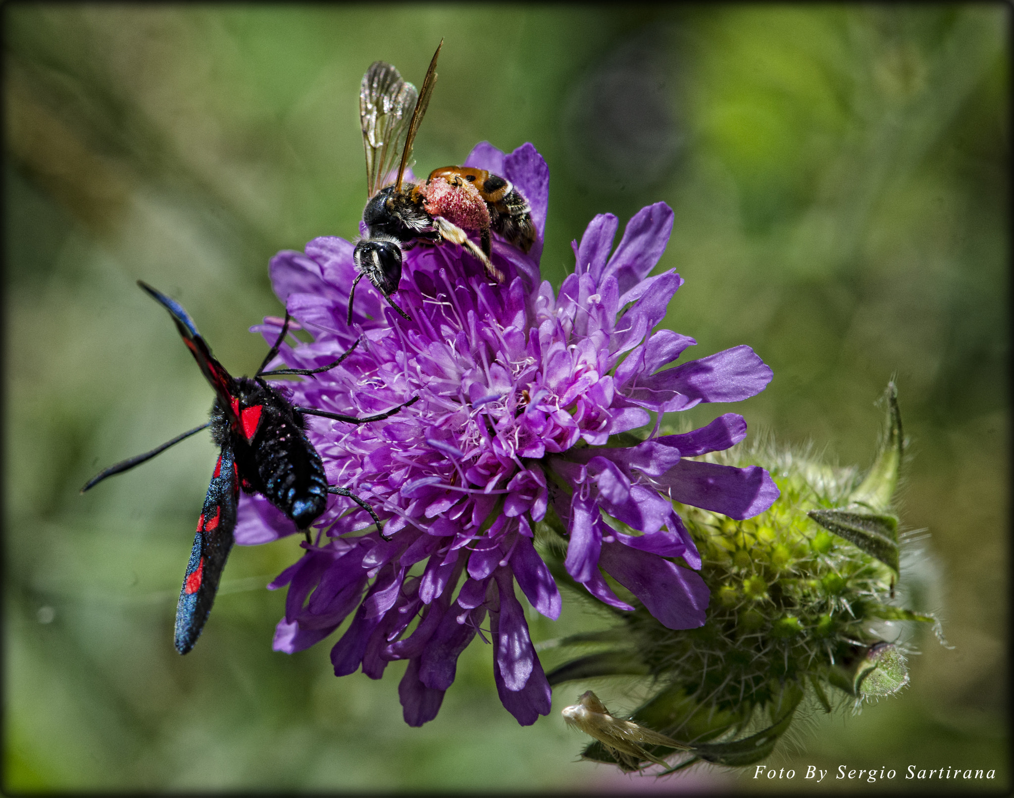 Nikon AF-S DX Micro-Nikkor 85mm F3.5G ED VR sample photo. Il duo............ photography