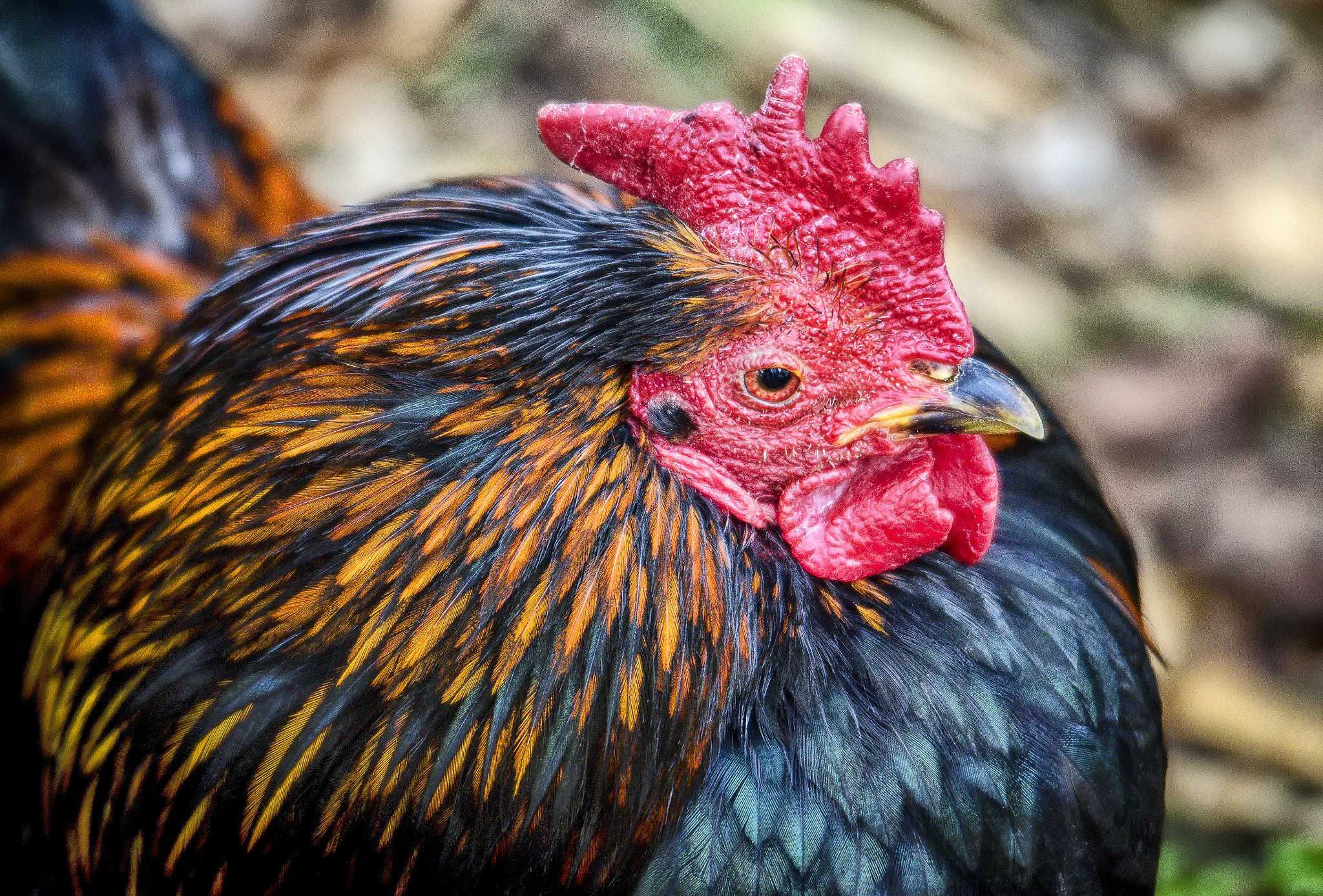Sigma 120-400mm F4.5-5.6 DG OS HSM sample photo. Chicken photography
