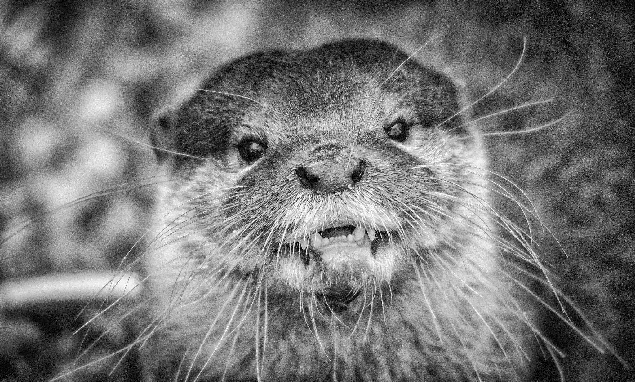 Sigma 120-400mm F4.5-5.6 DG OS HSM sample photo. Claythorpe otter photography
