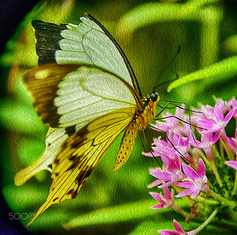 Sigma 18-250mm F3.5-6.3 DC Macro OS HSM sample photo. Ala rota (broken wing ) photography